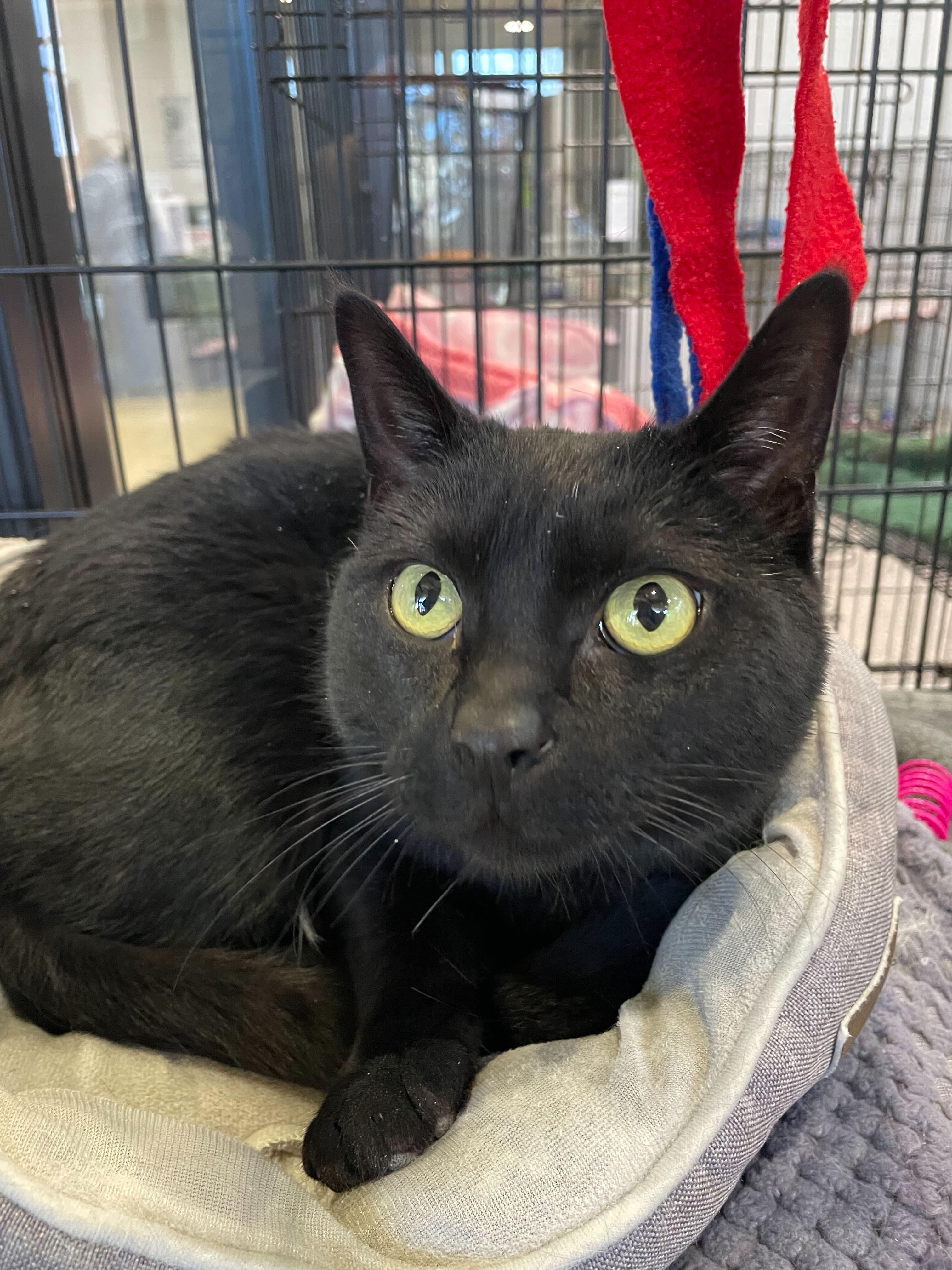 Enlarge Saturn, a ADOPTABLE Domestic Short Hair in Jackson, MI image 2/5
