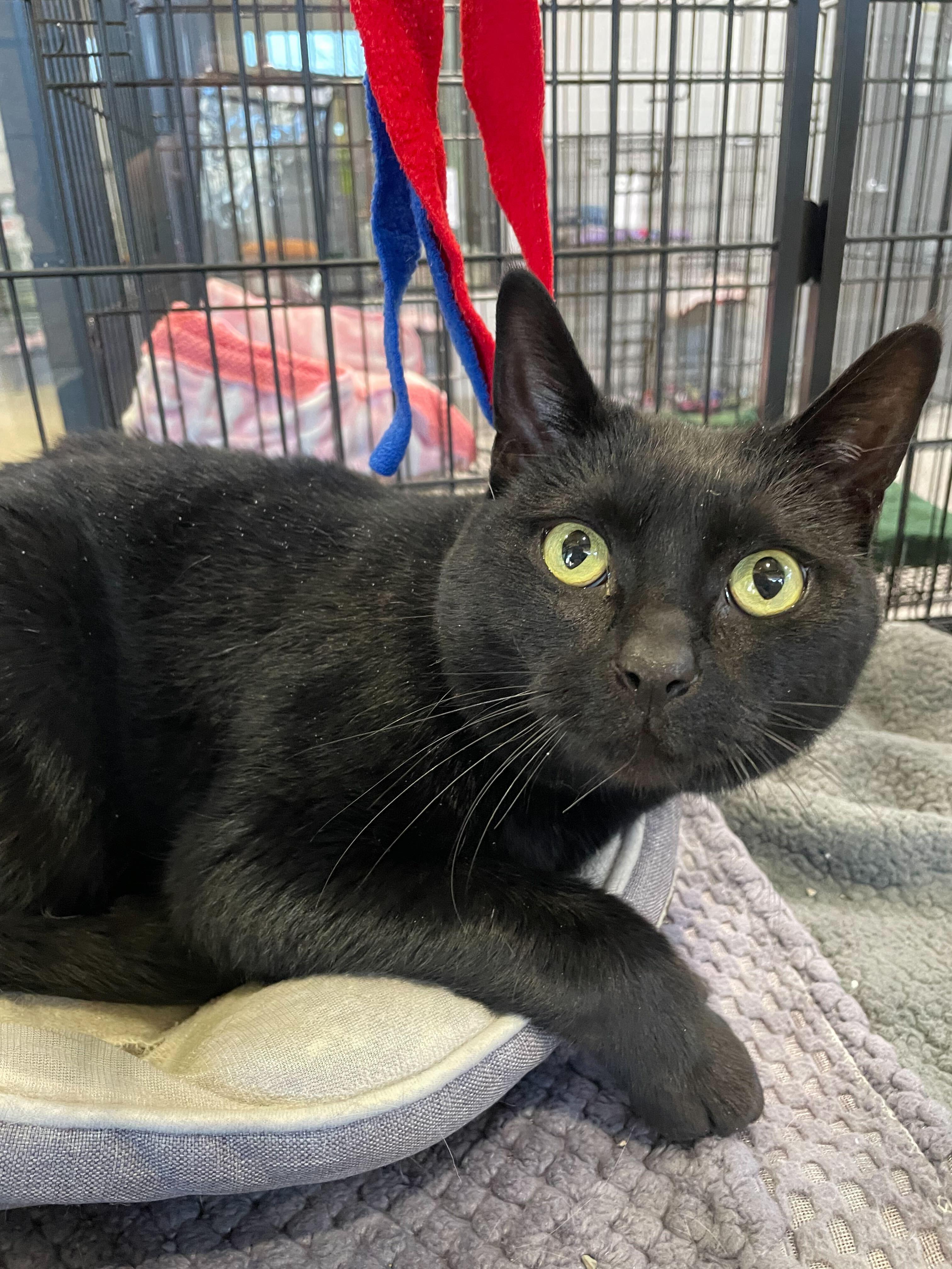 Enlarge Saturn, a ADOPTABLE Domestic Short Hair in Jackson, MI image 3/5