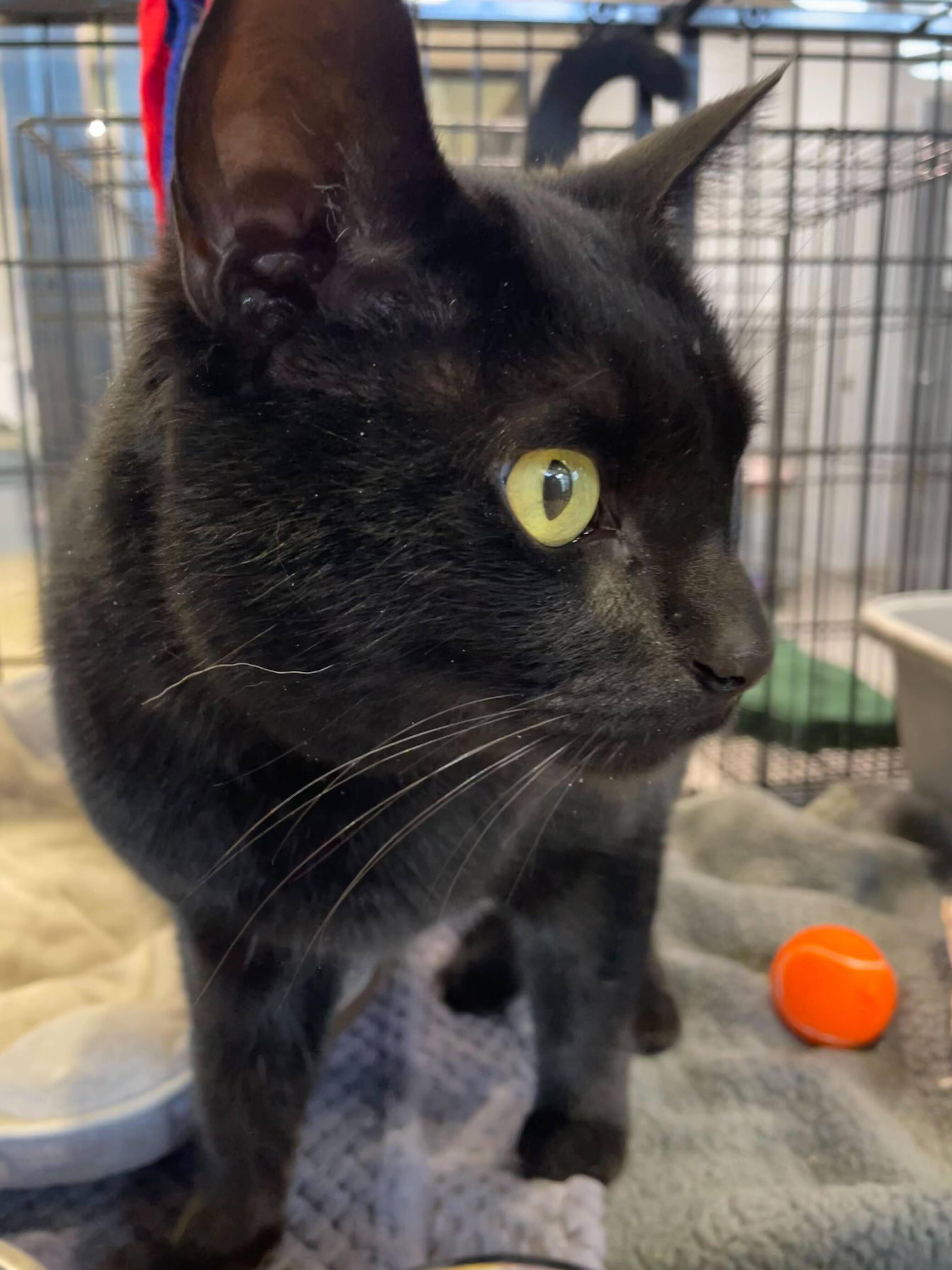 Enlarge Saturn, a ADOPTABLE Domestic Short Hair in Jackson, MI image 4/5