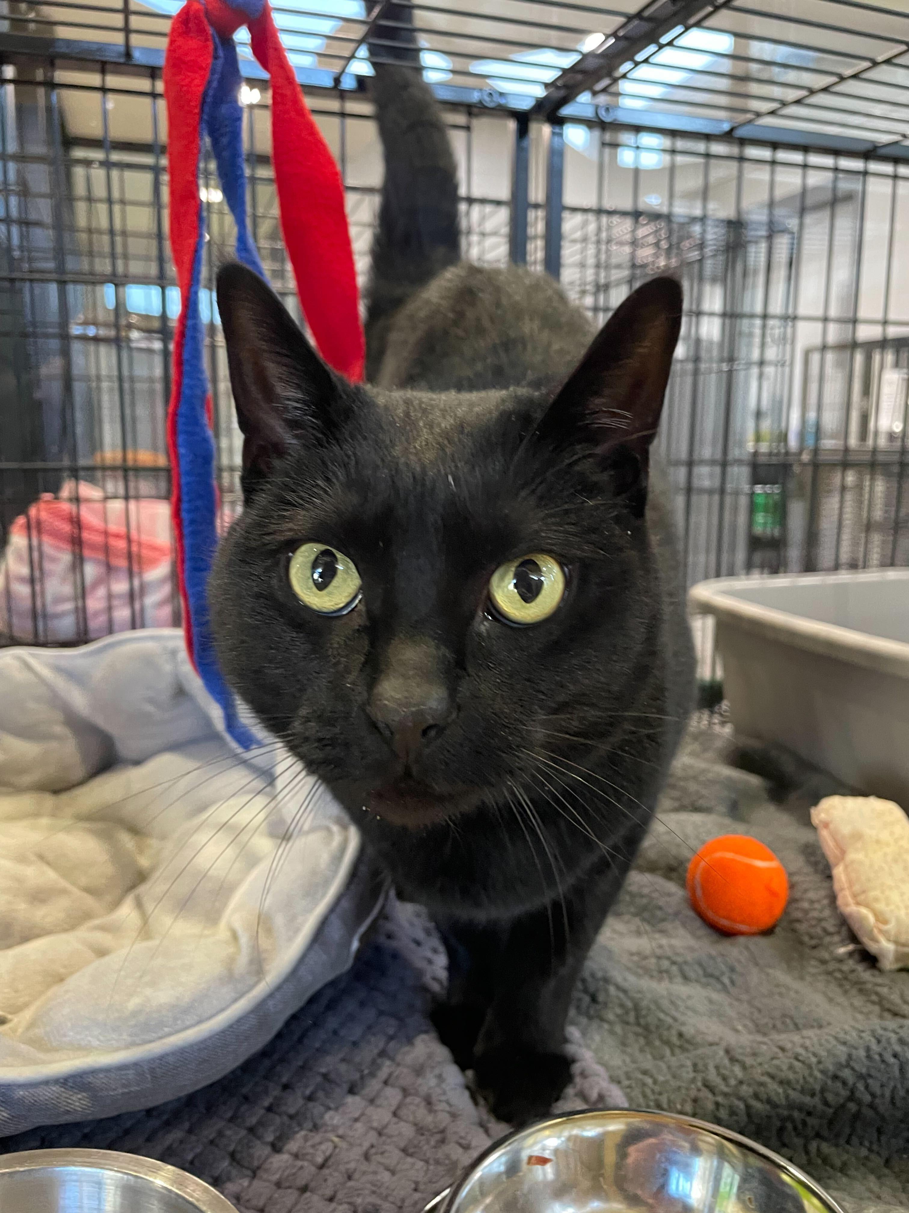 Enlarge Saturn, a ADOPTABLE Domestic Short Hair in Jackson, MI image 5/5