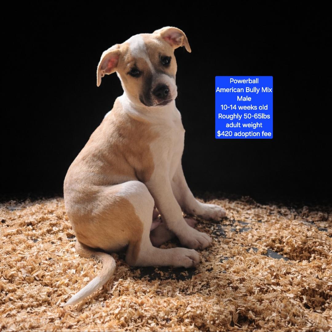 Powerball, ADOPTABLE, Puppy Male American Bully.