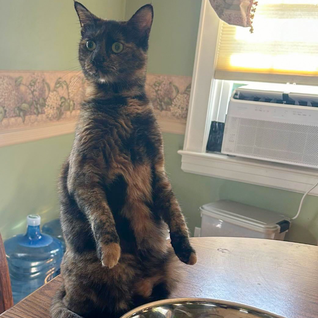 Mia, Young Female Domestic Short Hair