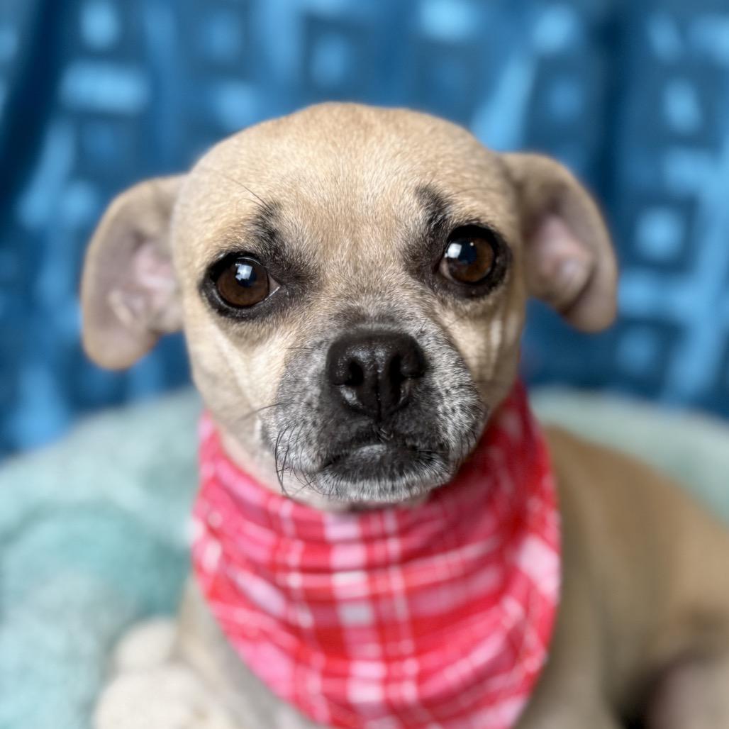 Enlarge Brie, a Adoptable mixed breed in Austin, TX image 4/5