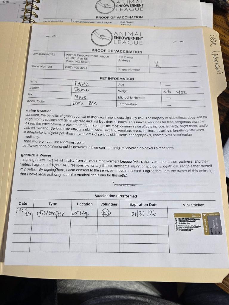 Kodi, a Adopted mixed breed in Minot, ND image 1/5