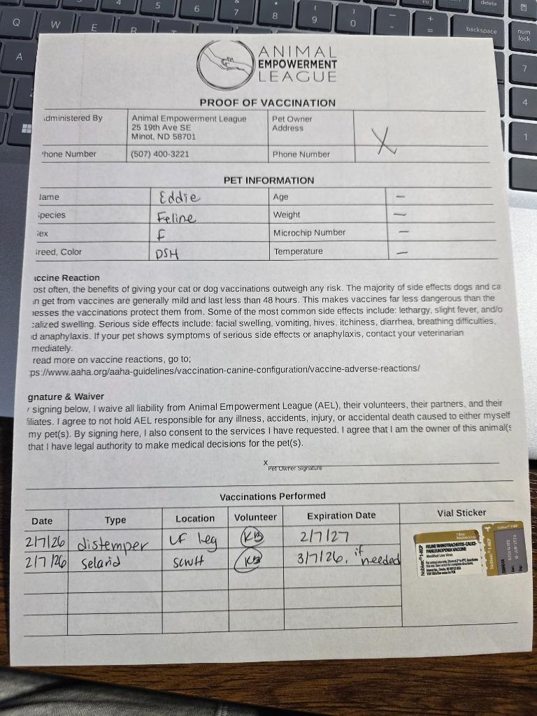 Kodi, a Adopted mixed breed in Minot, ND image 2/5