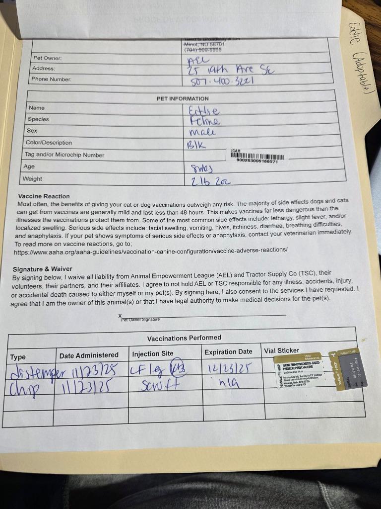 Kodi, a Adopted mixed breed in Minot, ND image 3/5