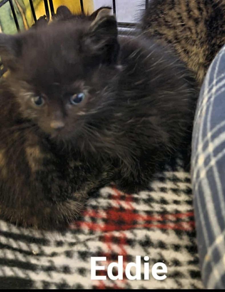 Kodi, a Adopted mixed breed in Minot, ND image 4/5