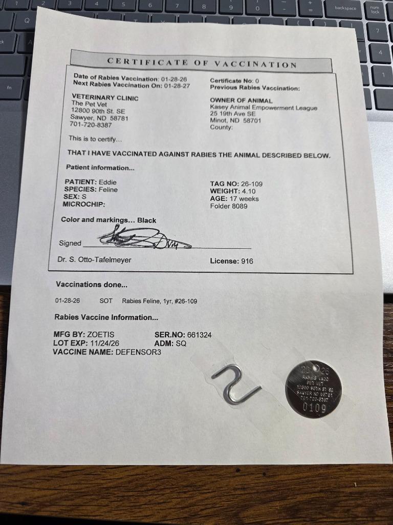 Kodi, a Adopted mixed breed in Minot, ND image 5/5