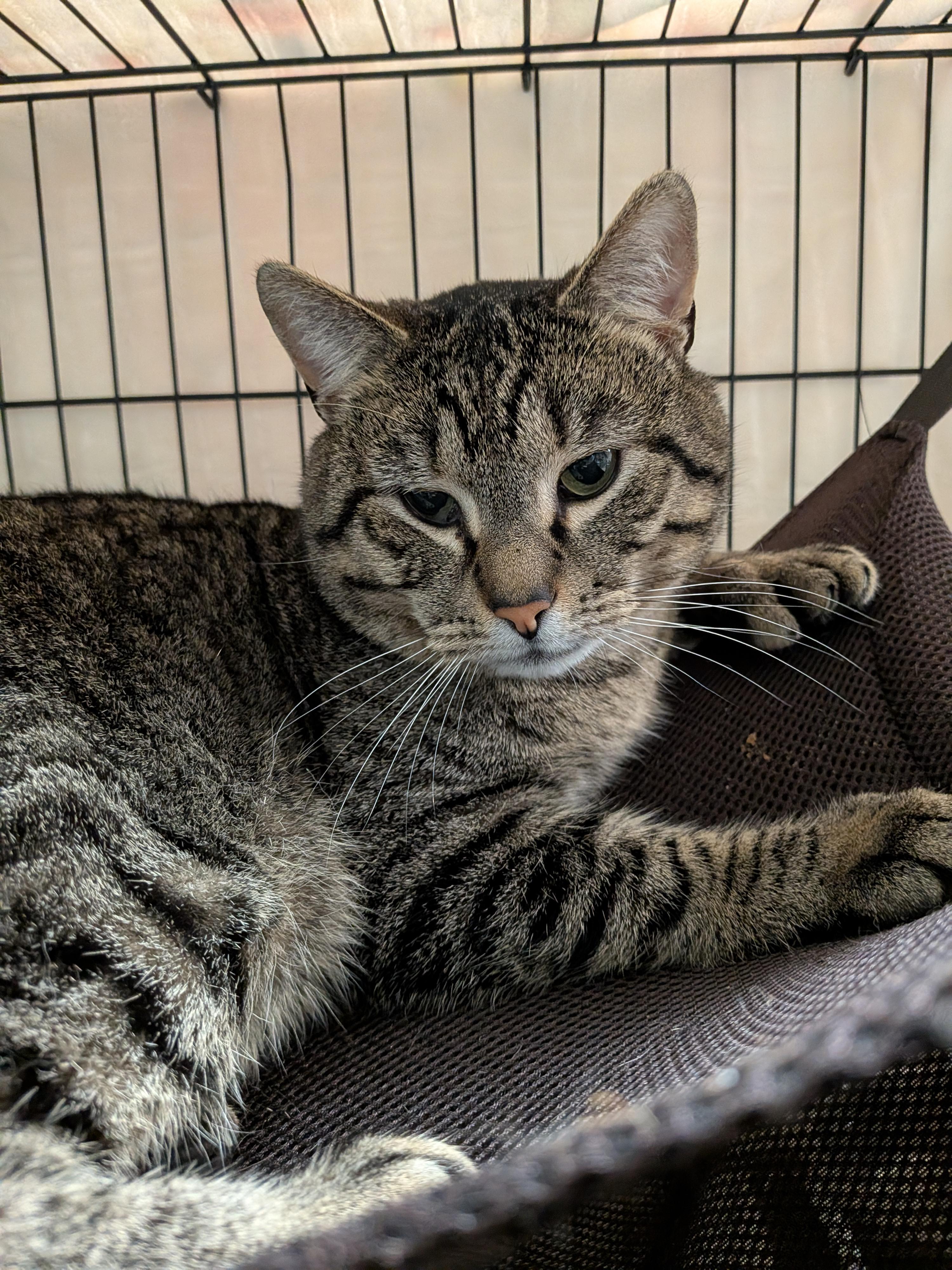 Enlarge Ray Ray, a ADOPTABLE Domestic Short Hair in Paris, ME image 3/3