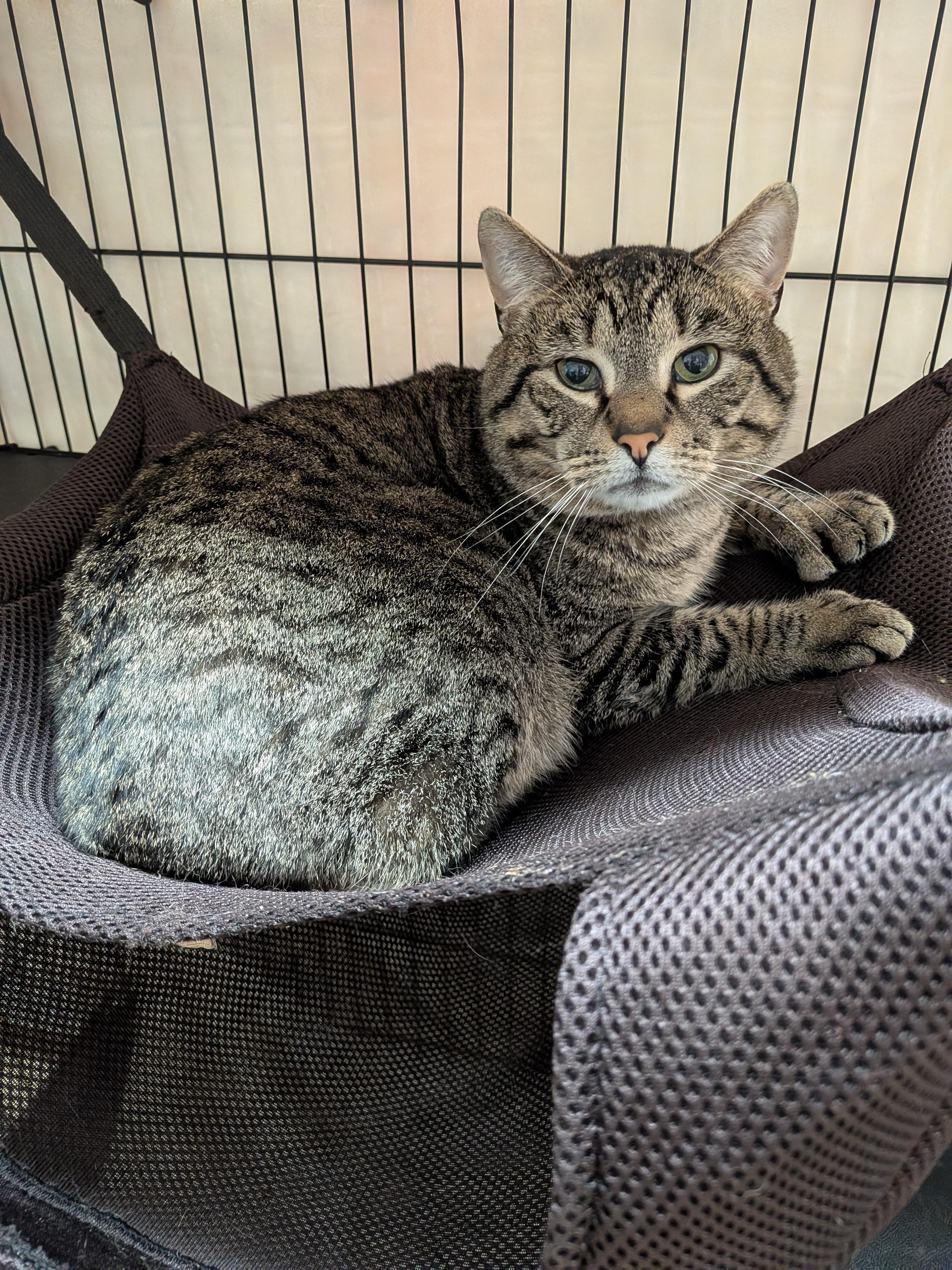 Enlarge Ray Ray, a ADOPTABLE Domestic Short Hair in Paris, ME image 1/3