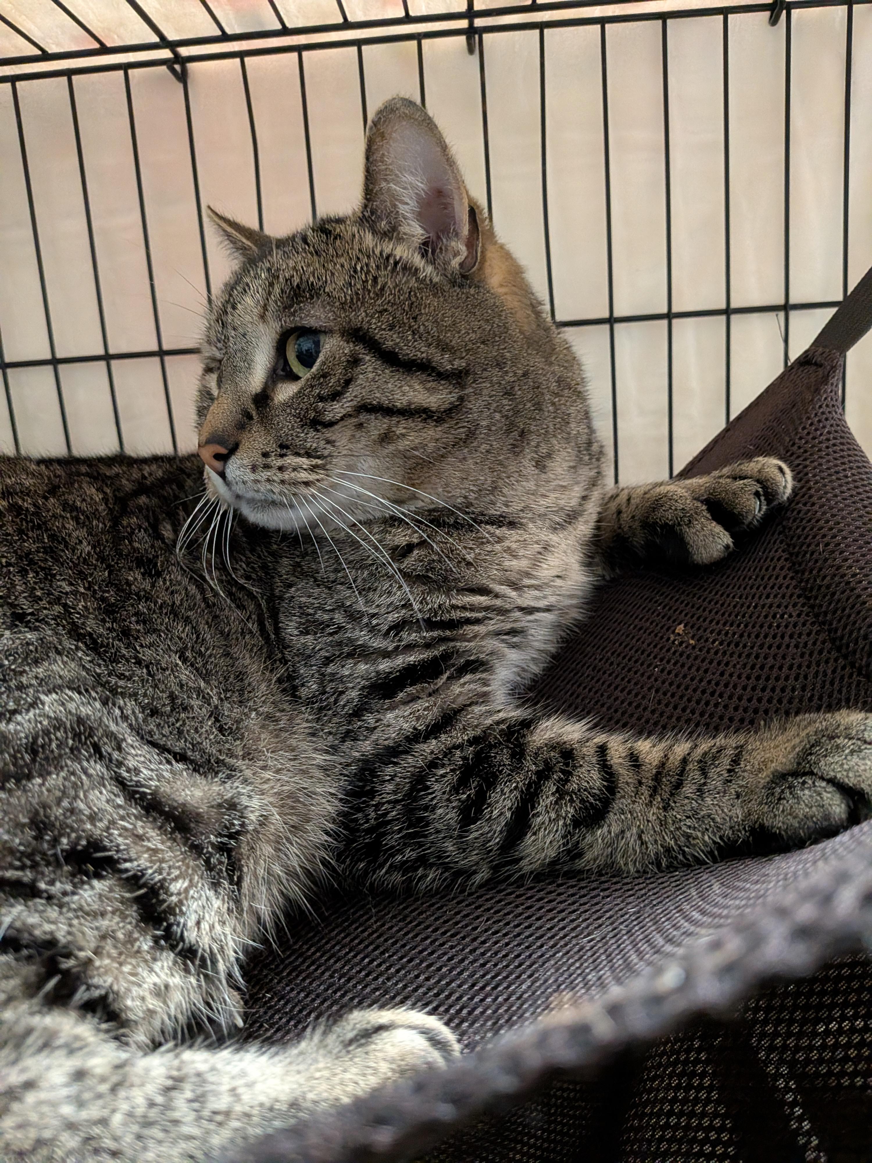 Enlarge Ray Ray, a ADOPTABLE Domestic Short Hair in Paris, ME image 2/3