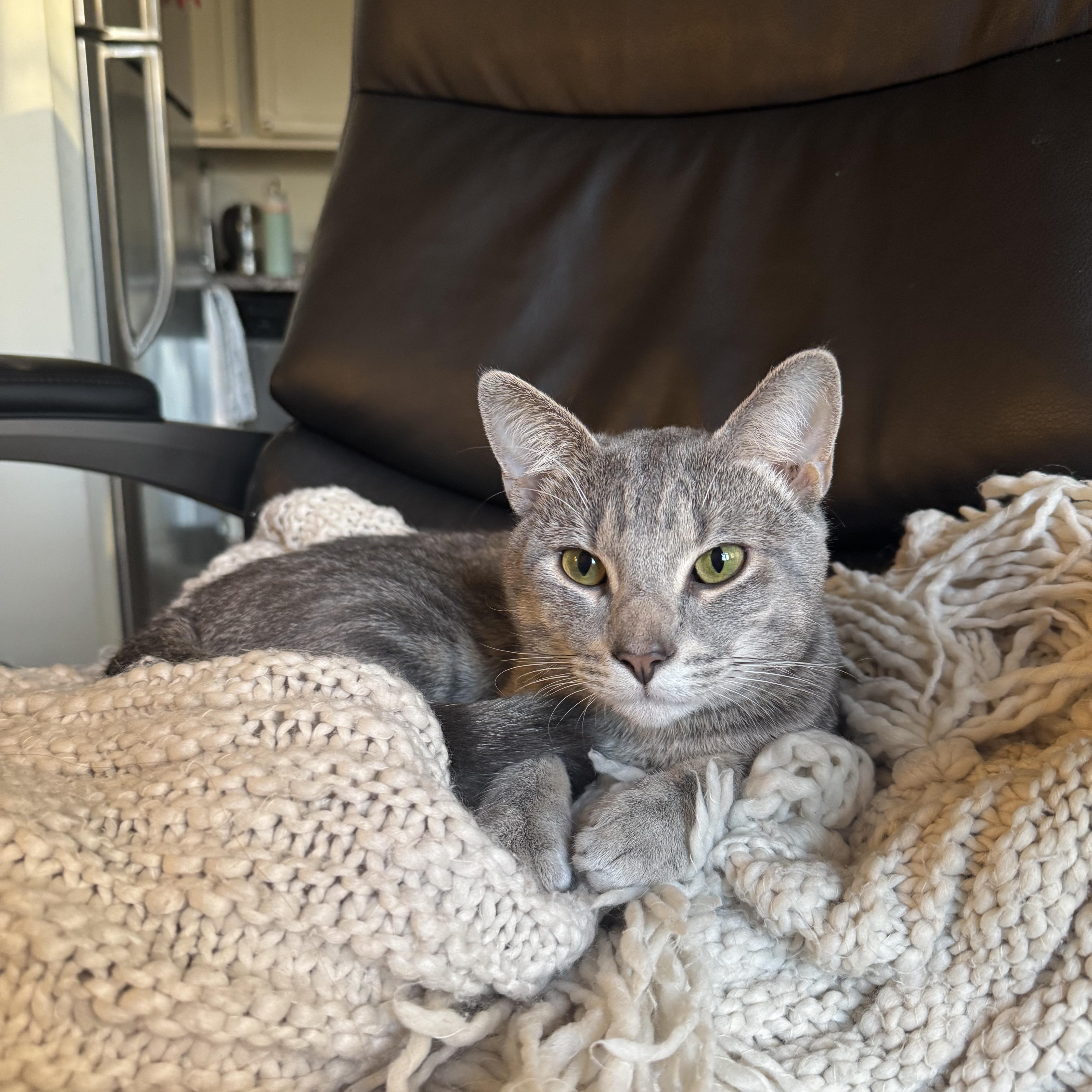 BoBo Box — thumbnail 2