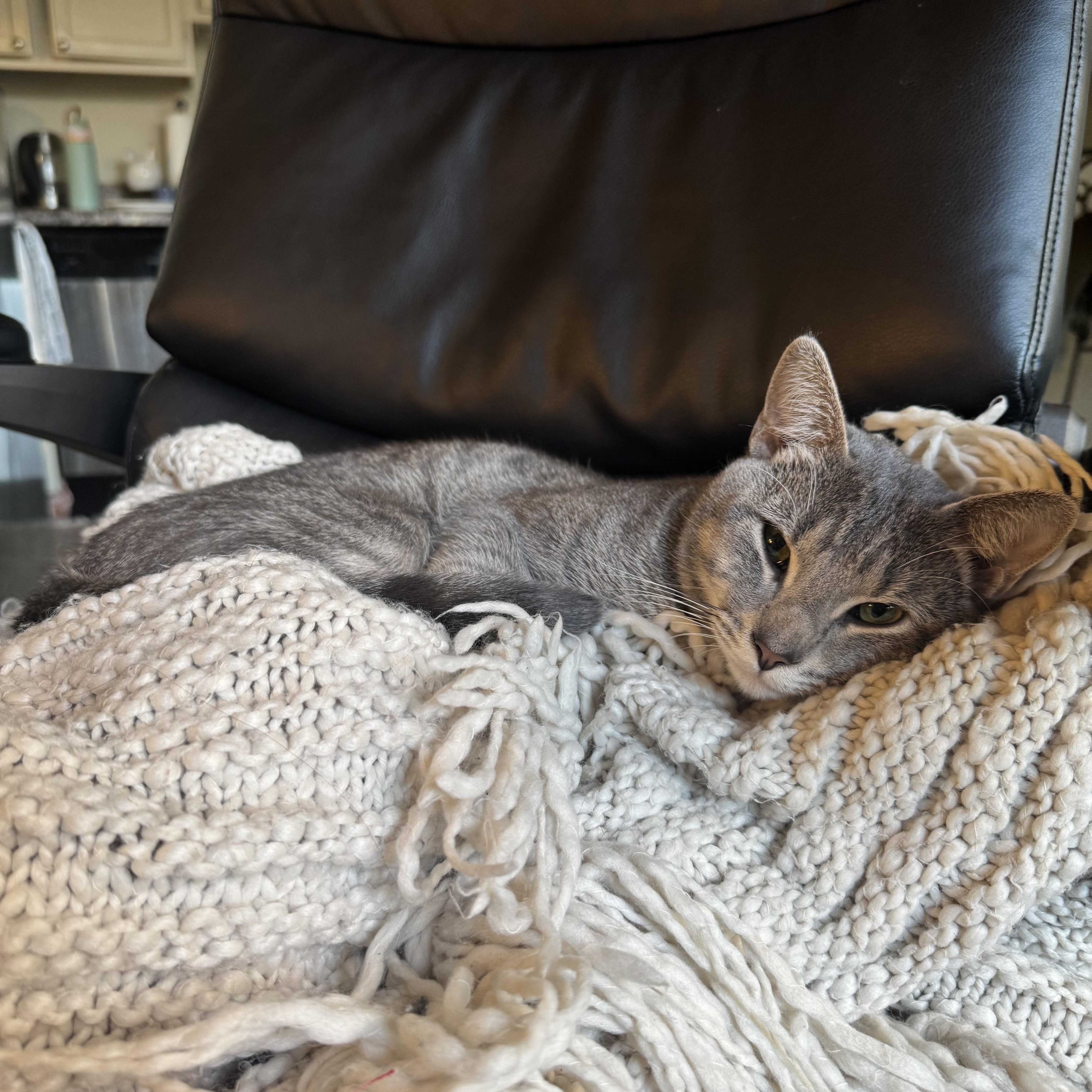 BoBo Box — thumbnail 4