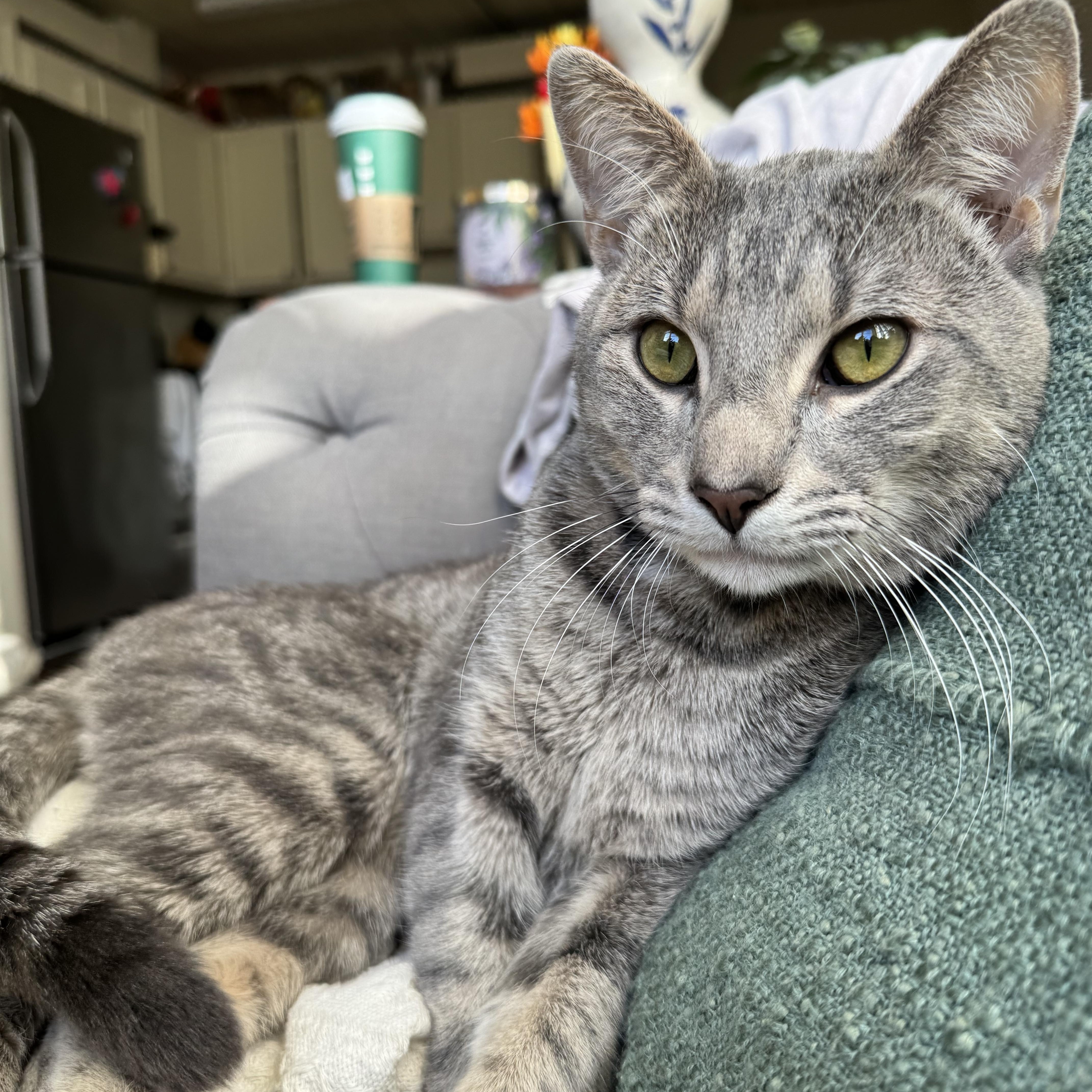 BoBo Box — thumbnail 5