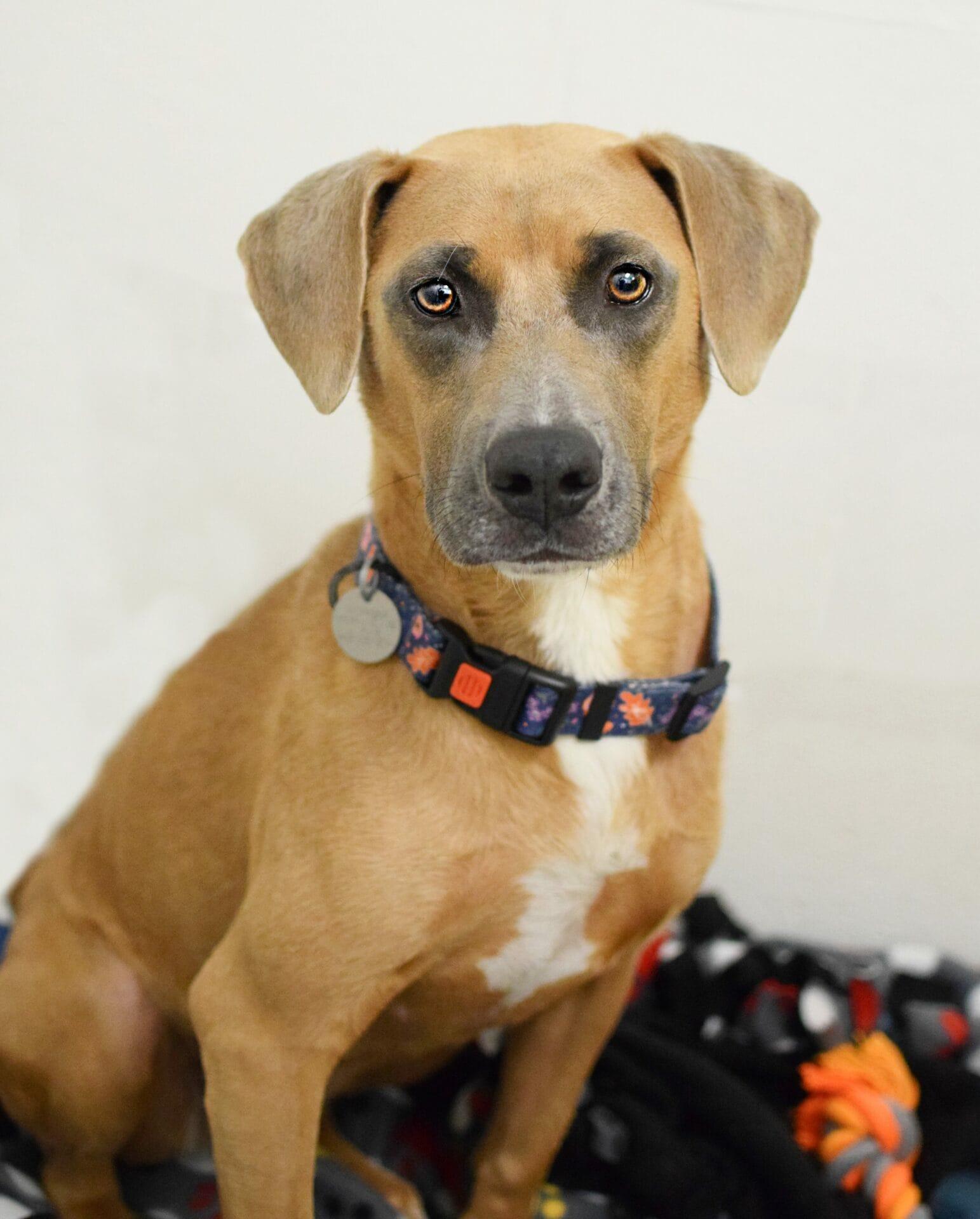 Lilo, Adoptable, Adult Female Labrador Retriever & Hound.