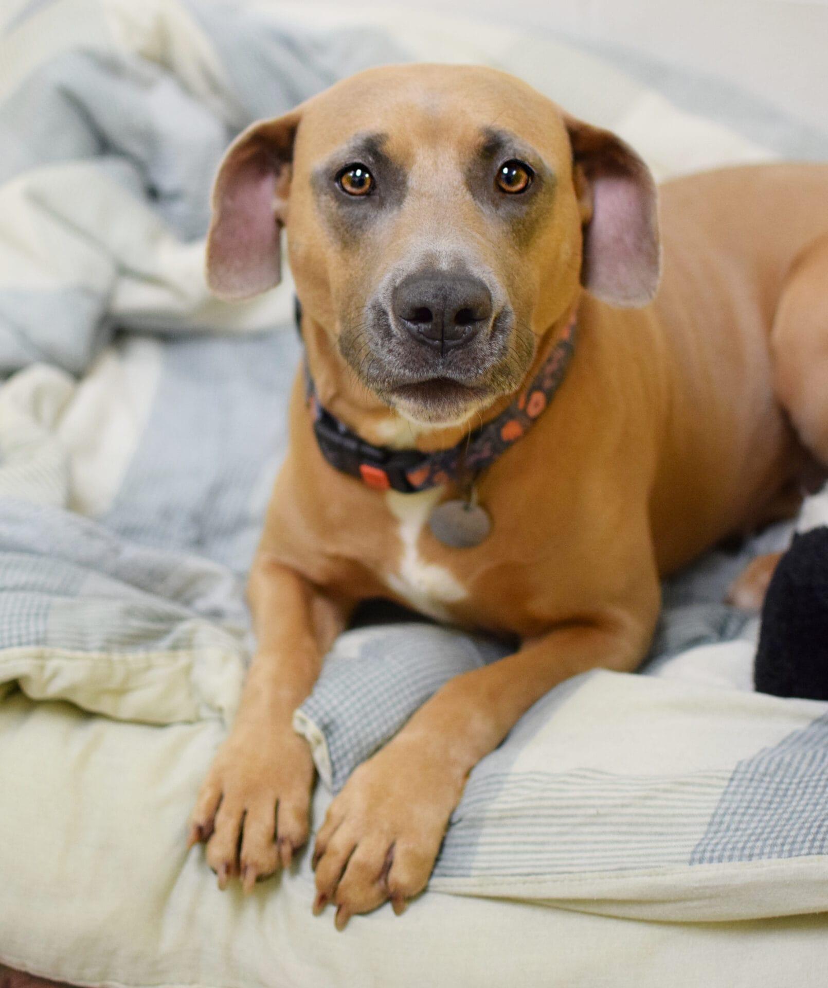 Lilo, a Adoptable mixed breed in Pontiac, MI image 3/3