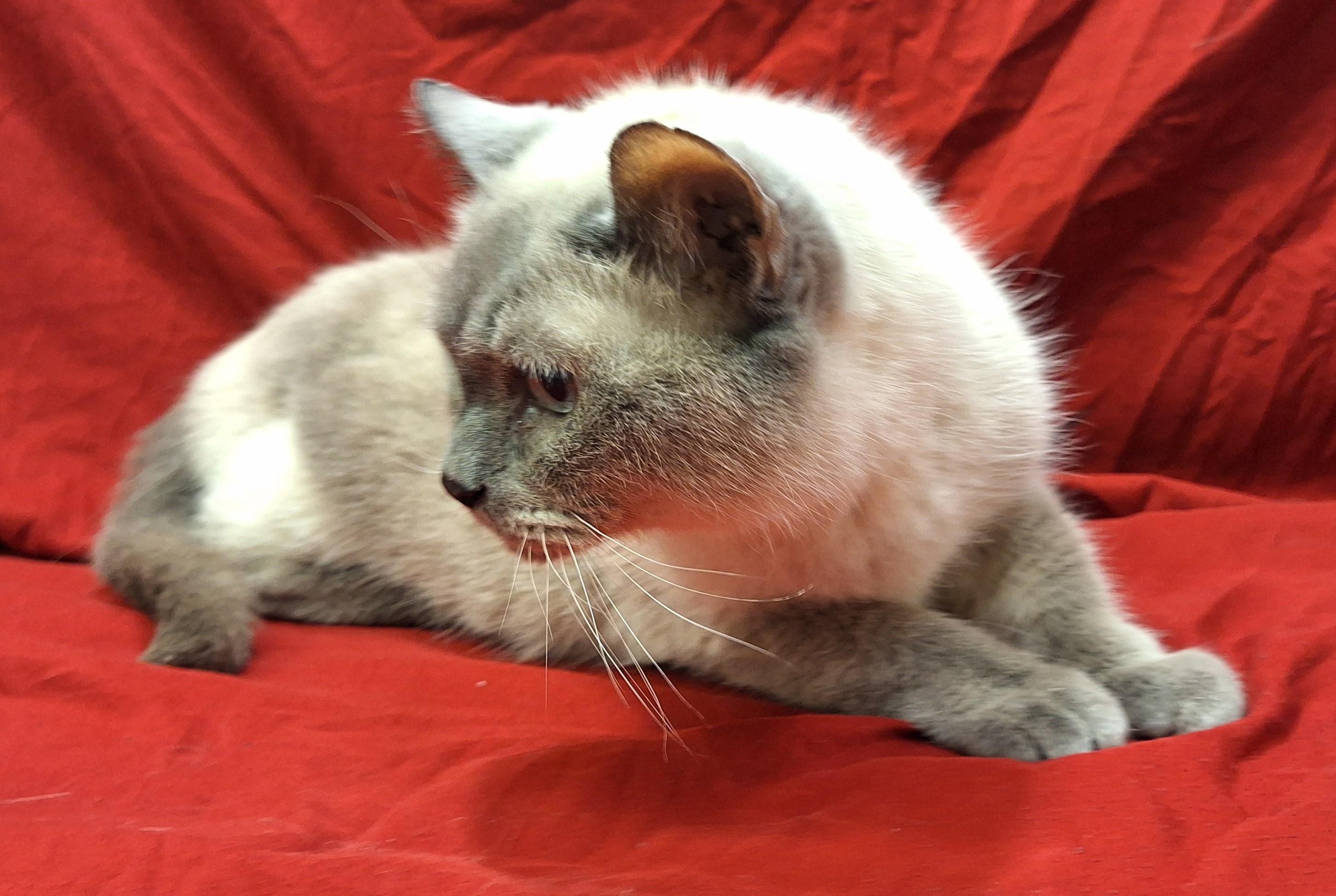 Enlarge Momma Sue, an adopted mixed breed in Payson, AZ image 6/6