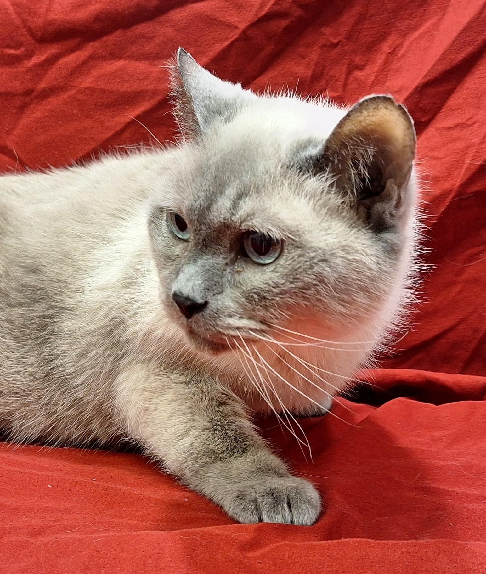 Momma Sue, adopted, Senior Female Siamese.