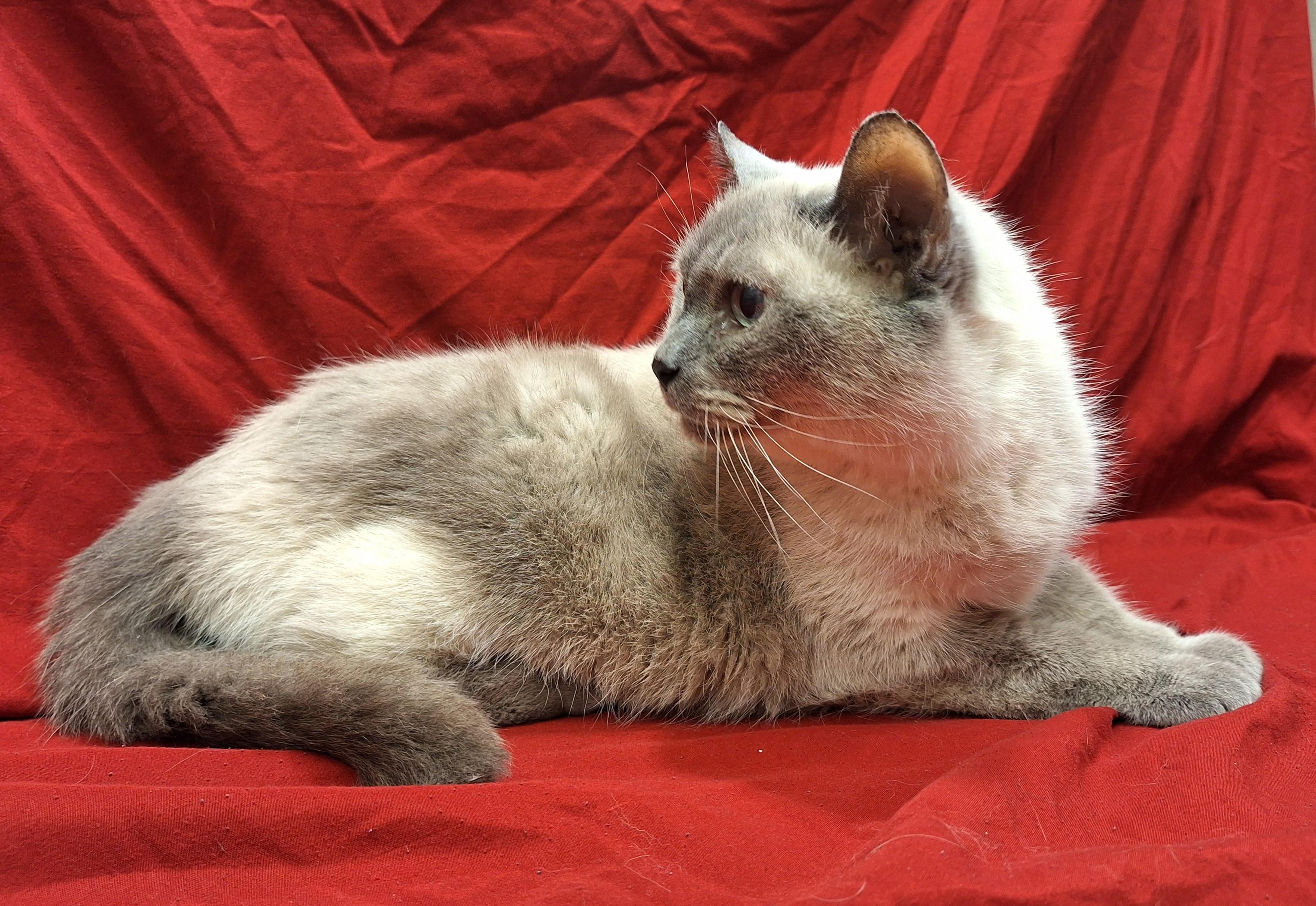 Enlarge Momma Sue, an adopted mixed breed in Payson, AZ image 2/6