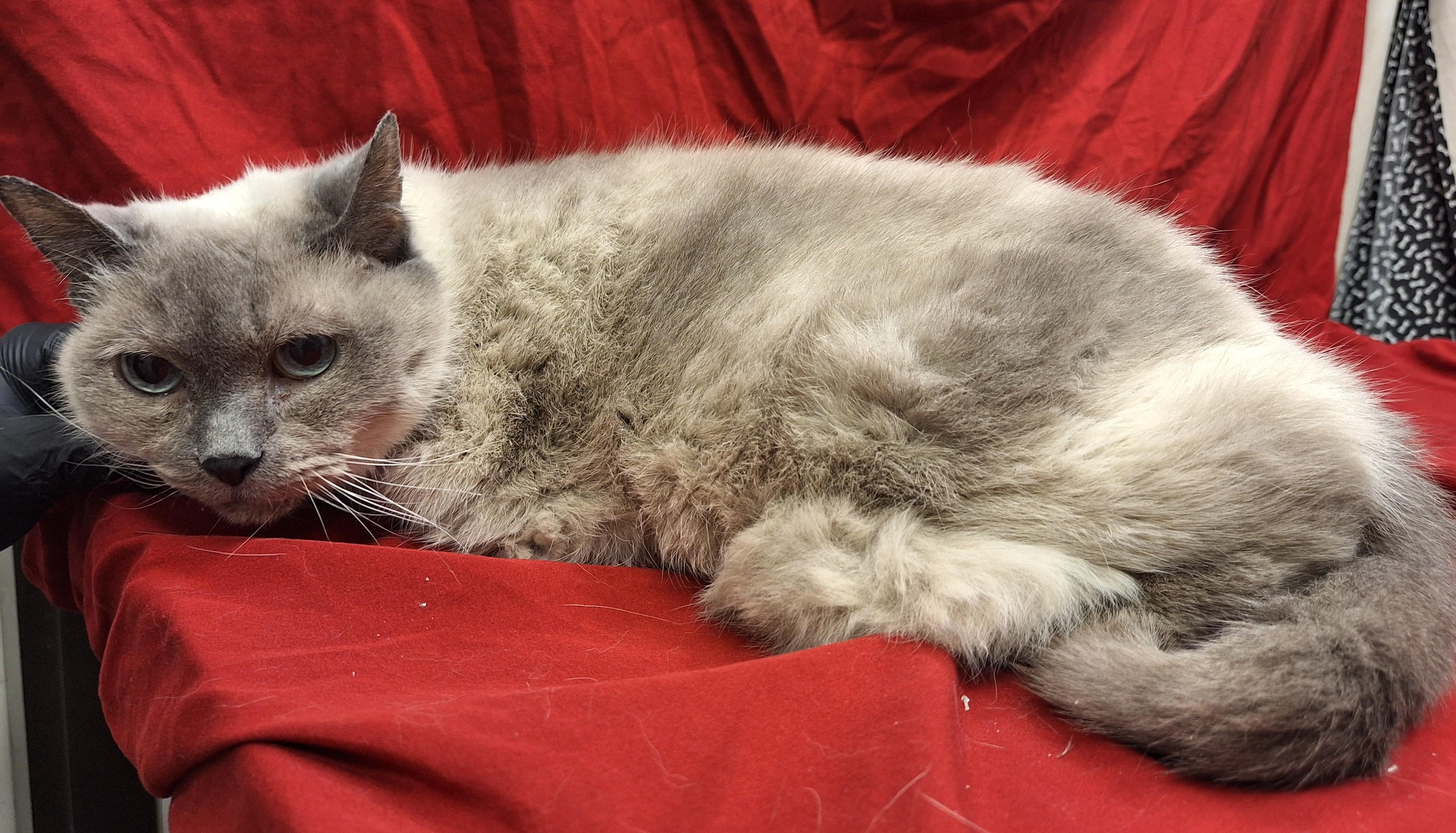 Enlarge Momma Sue, an adopted mixed breed in Payson, AZ image 4/6