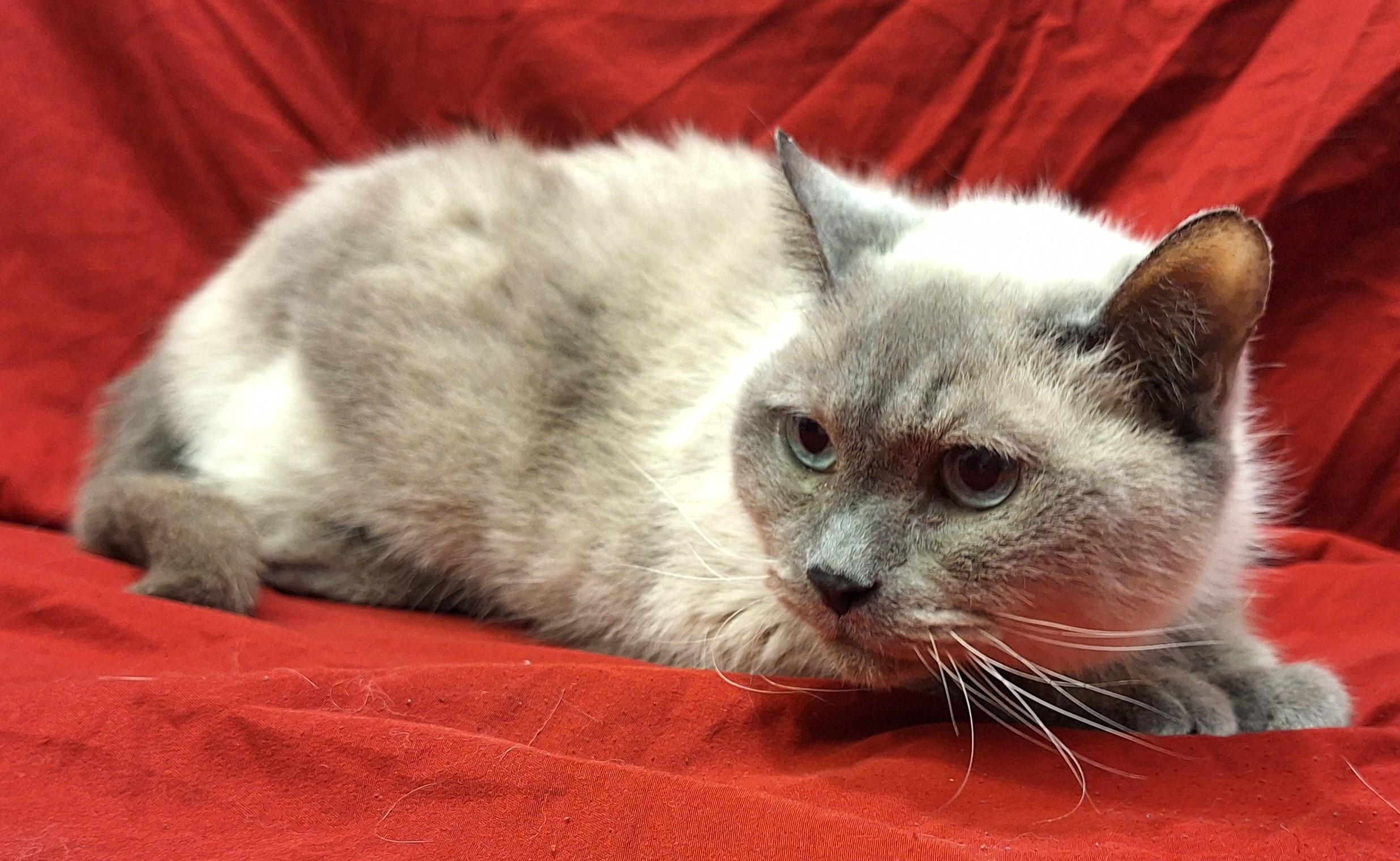 Enlarge Momma Sue, an adopted mixed breed in Payson, AZ image 3/6