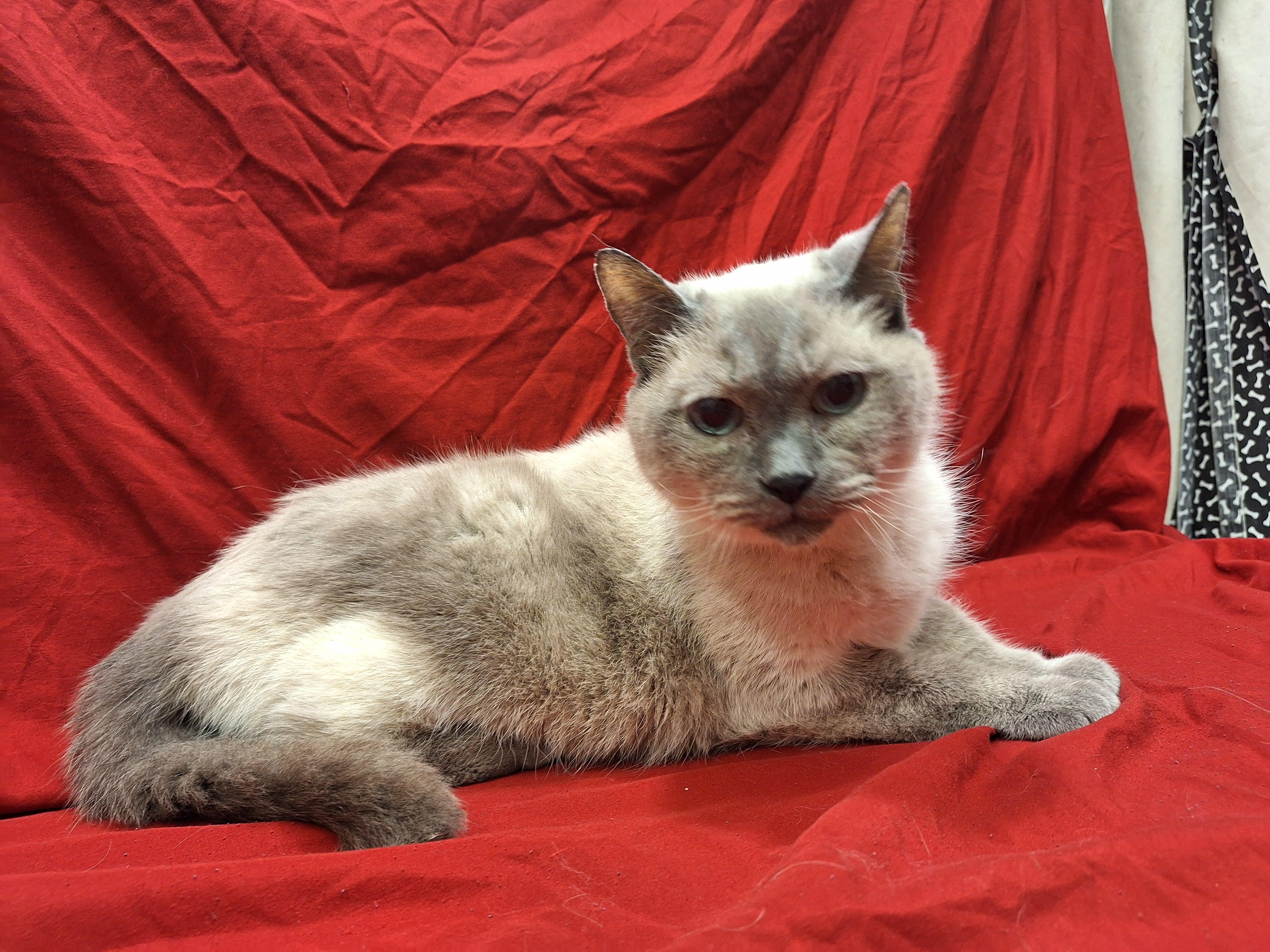 Enlarge Momma Sue, an adopted mixed breed in Payson, AZ image 5/6