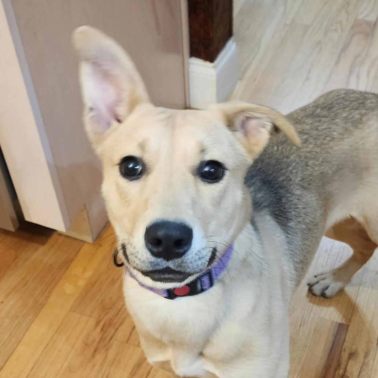 Enlarge Tacoma, a ADOPTABLE mixed breed in Cumming, GA image 1/6