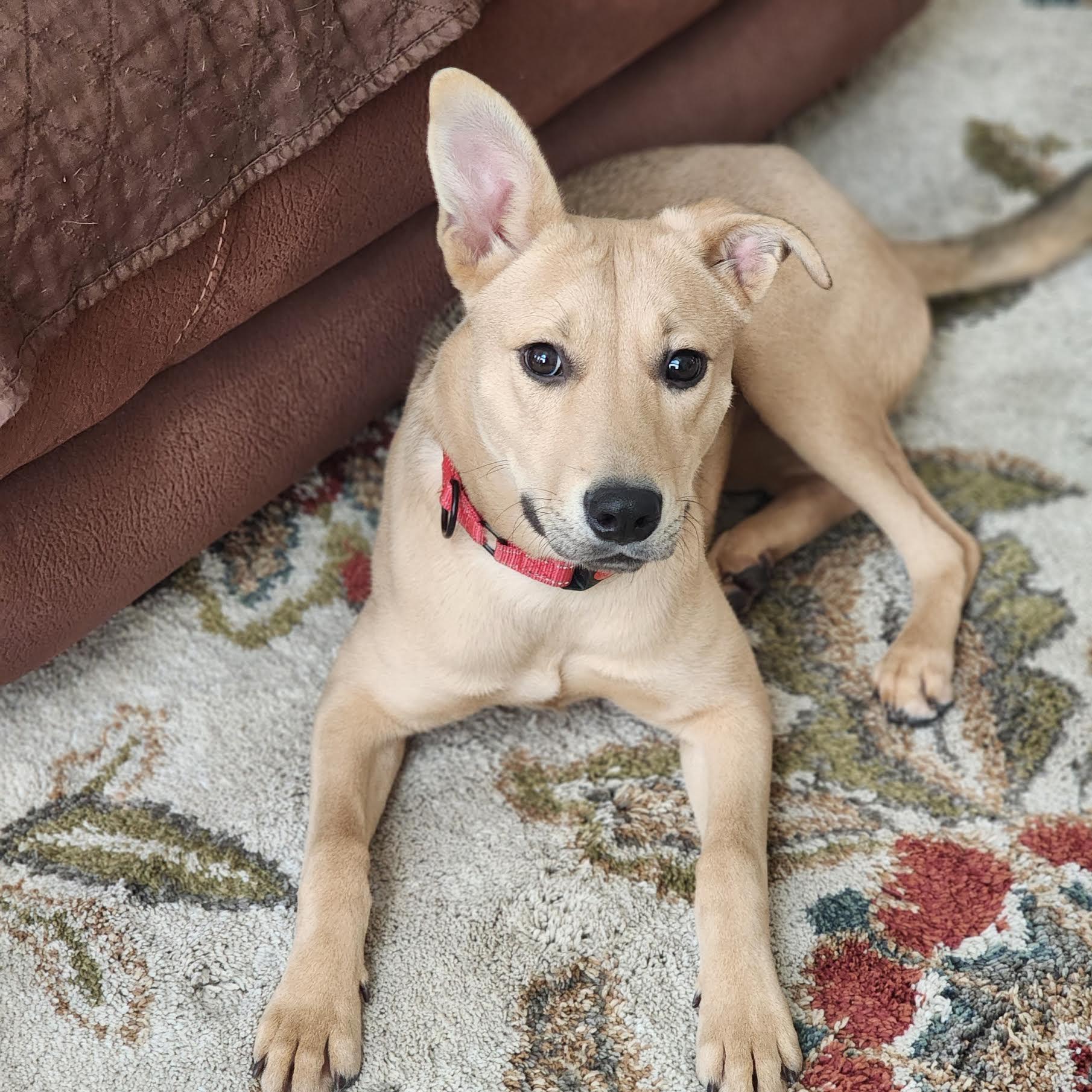 Enlarge Tacoma, a ADOPTABLE mixed breed in Cumming, GA image 5/6