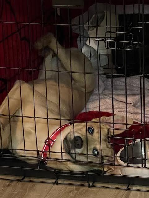 Enlarge Tacoma, a ADOPTABLE mixed breed in Cumming, GA image 6/6