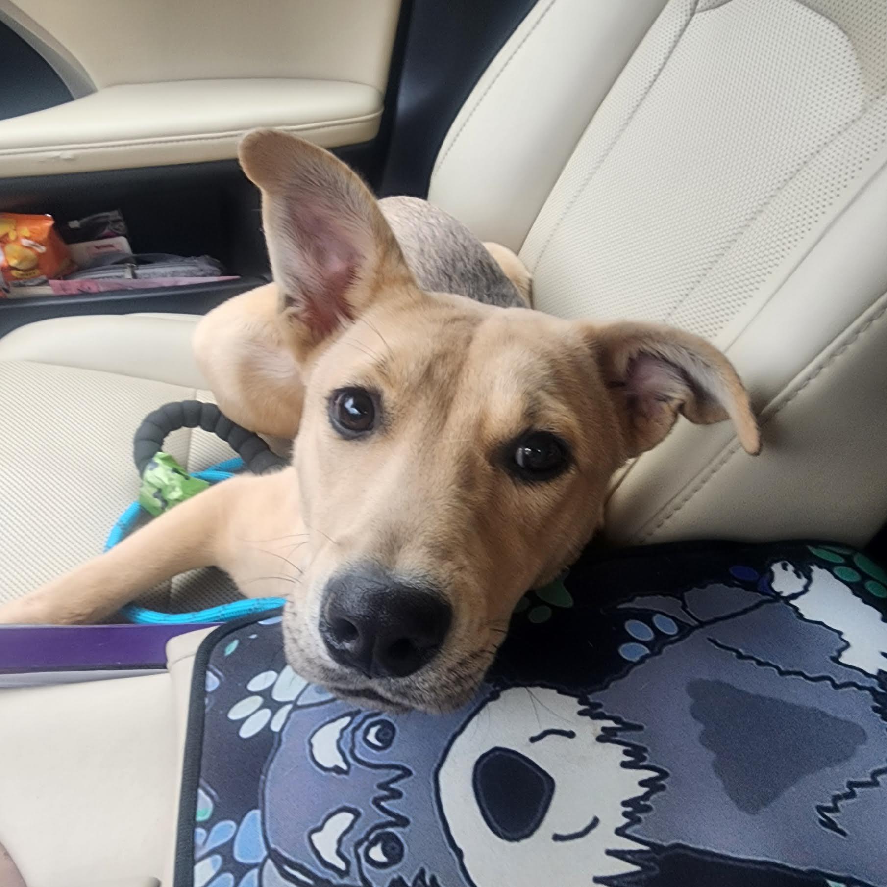 Enlarge Tacoma, a ADOPTABLE mixed breed in Cumming, GA image 2/6