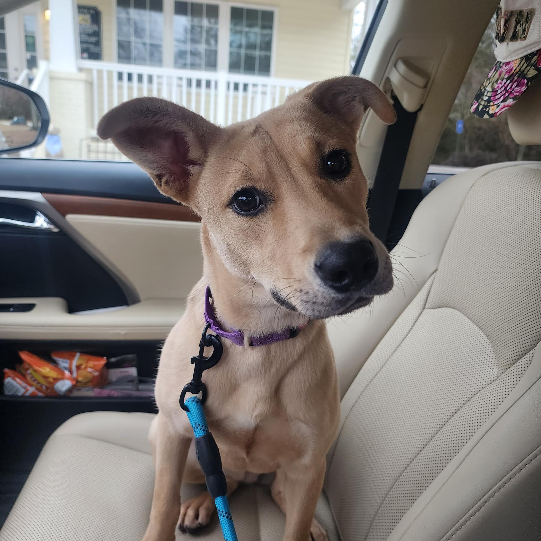 Enlarge Tacoma, a ADOPTABLE mixed breed in Cumming, GA image 3/6