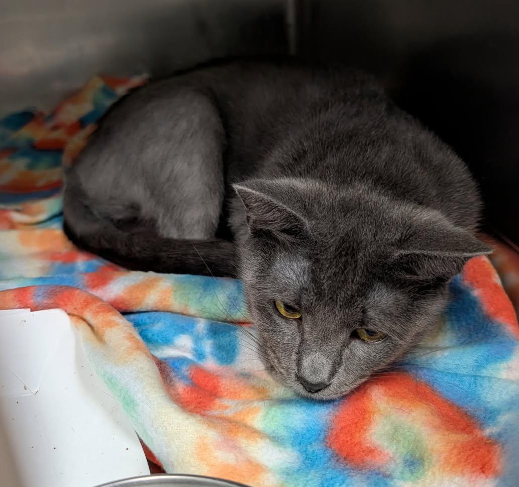 Bear (Spayed) (Empty-Nester), an adopted Domestic Short Hair in Marietta, OH image 1/6