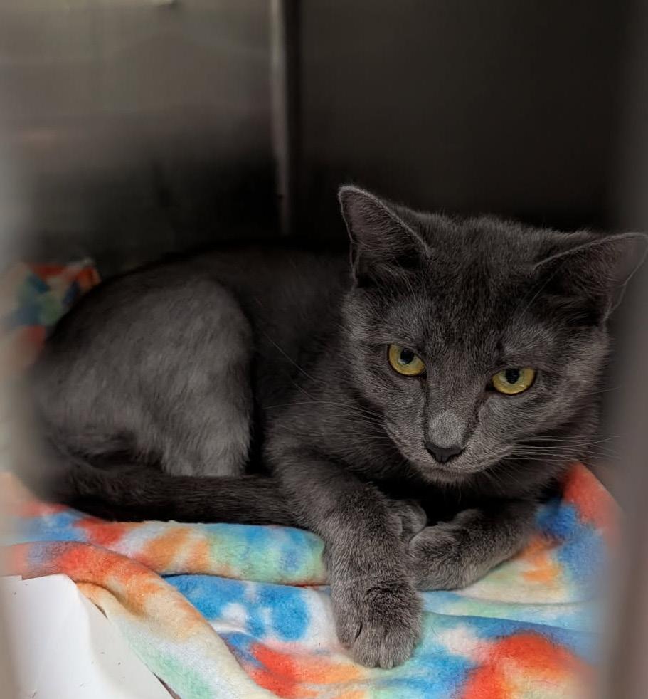 Bear (Spayed) (Empty-Nester), an adopted Domestic Short Hair in Marietta, OH image 2/6