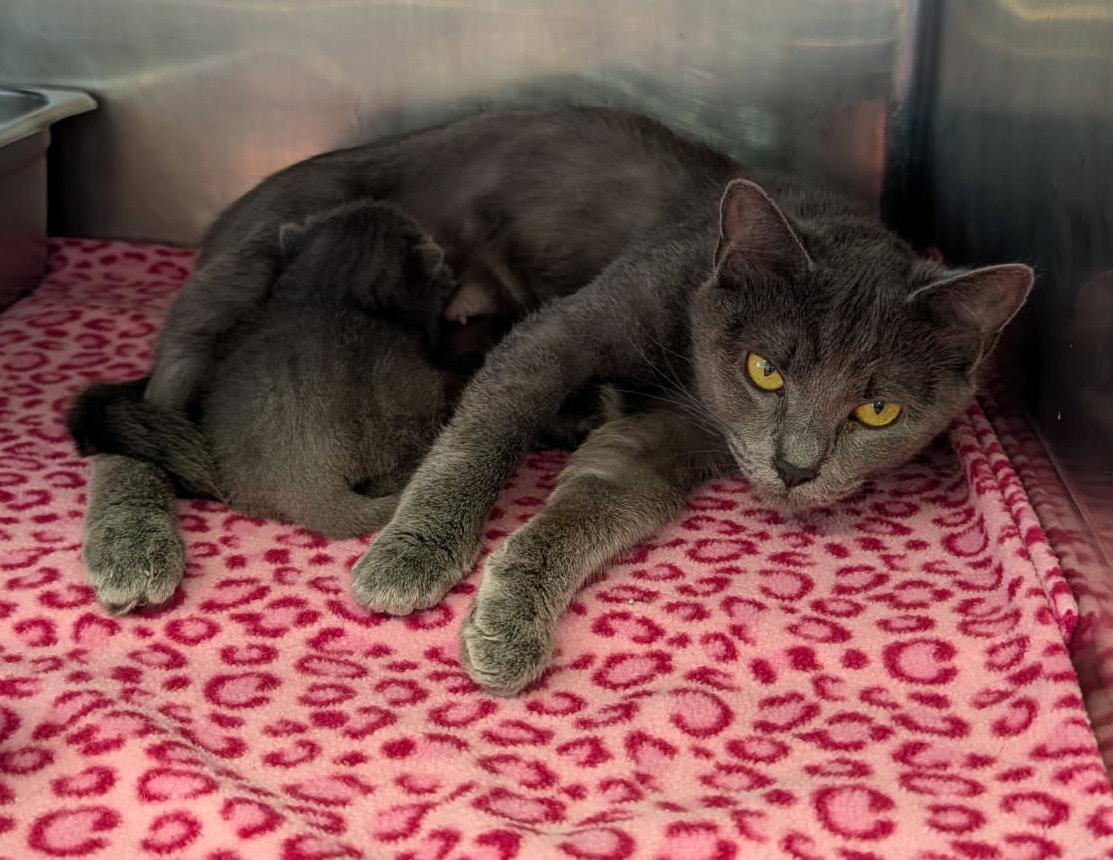 Bear (Spayed) (Empty-Nester), an adopted Domestic Short Hair in Marietta, OH image 4/6