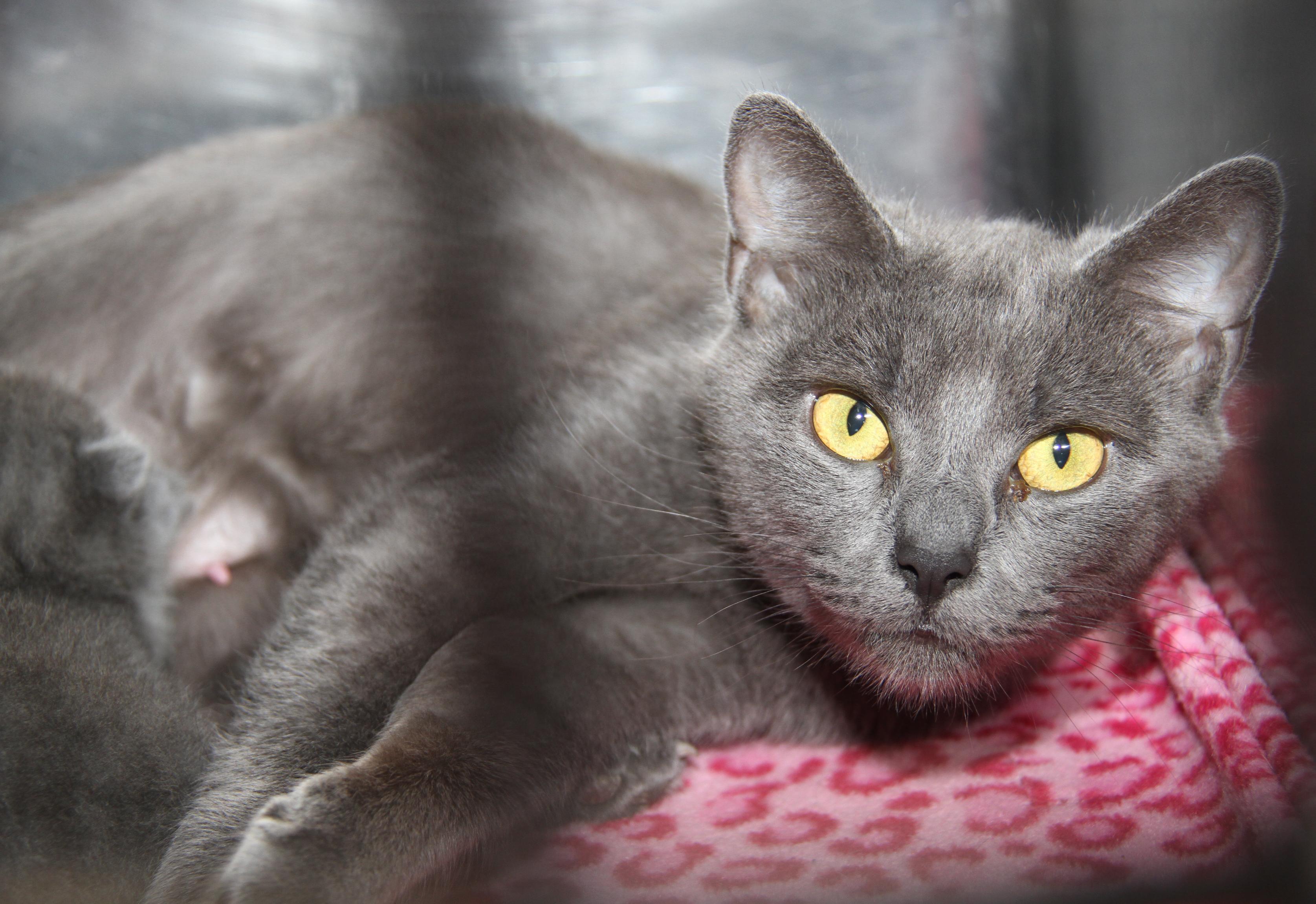 Bear (Spayed) (Empty-Nester), an adopted Domestic Short Hair in Marietta, OH image 5/6