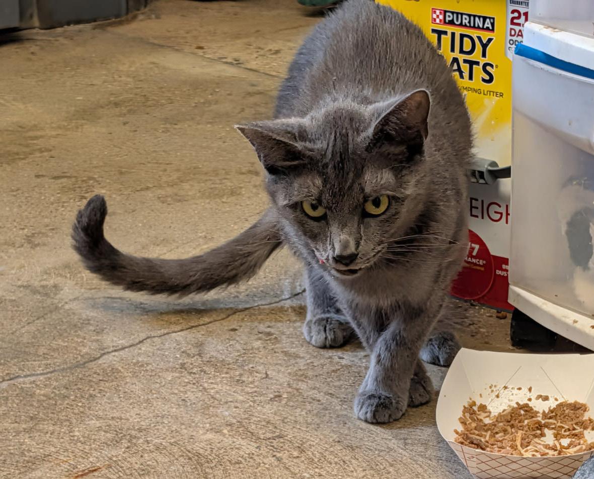Bear (Spayed) (Empty-Nester), an adopted Domestic Short Hair in Marietta, OH image 3/6