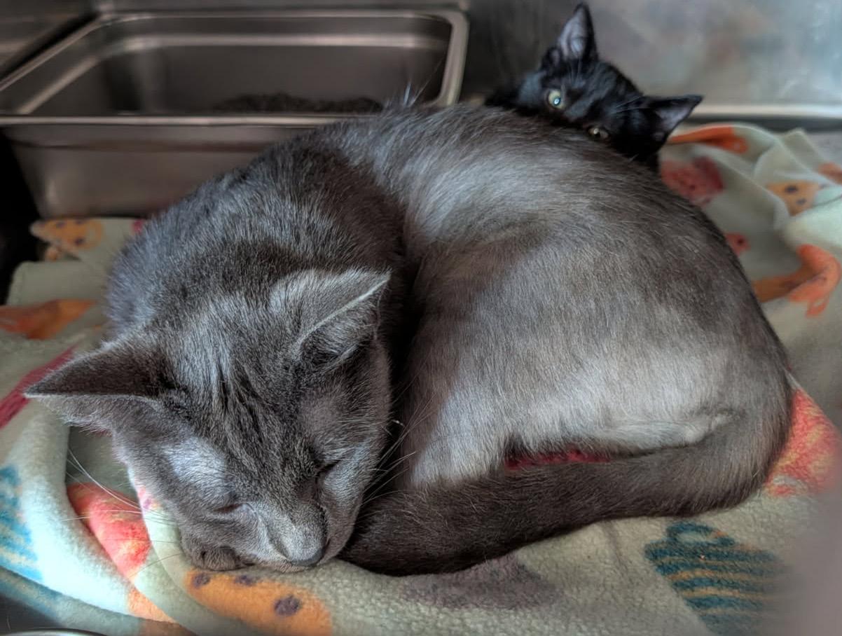 Bear (Spayed) (Empty-Nester), an adopted Domestic Short Hair in Marietta, OH image 6/6
