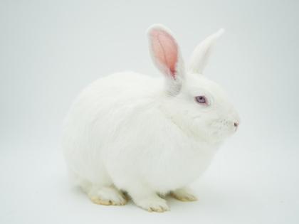 Simba, a Adoptable mixed breed in Bowling Green, KY image 1/3