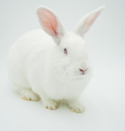 Simba, a Adoptable mixed breed in Bowling Green, KY image 2/3