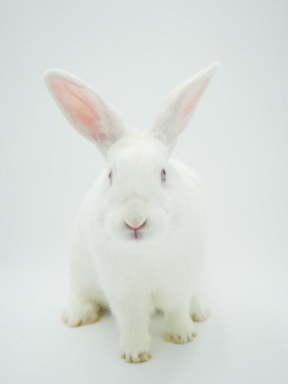 Simba, a Adoptable mixed breed in Bowling Green, KY image 3/3