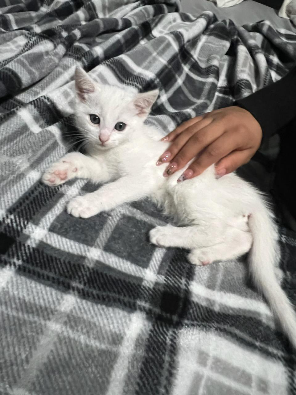 Cotton