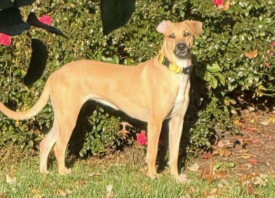 Enlarge Petra, a Adoptable mixed breed in Pawtucket, RI image 5/6