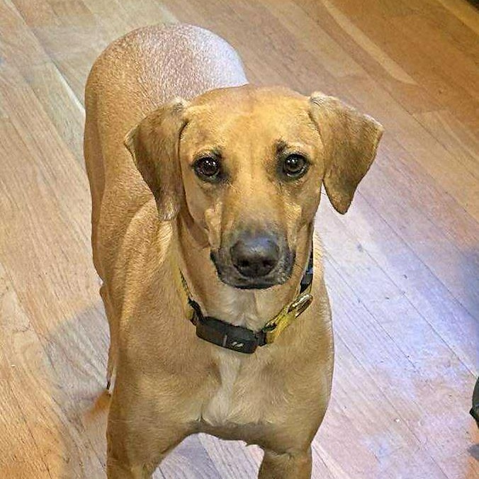 Petra, Adoptable, Adult Female Whippet & Labrador Retriever.