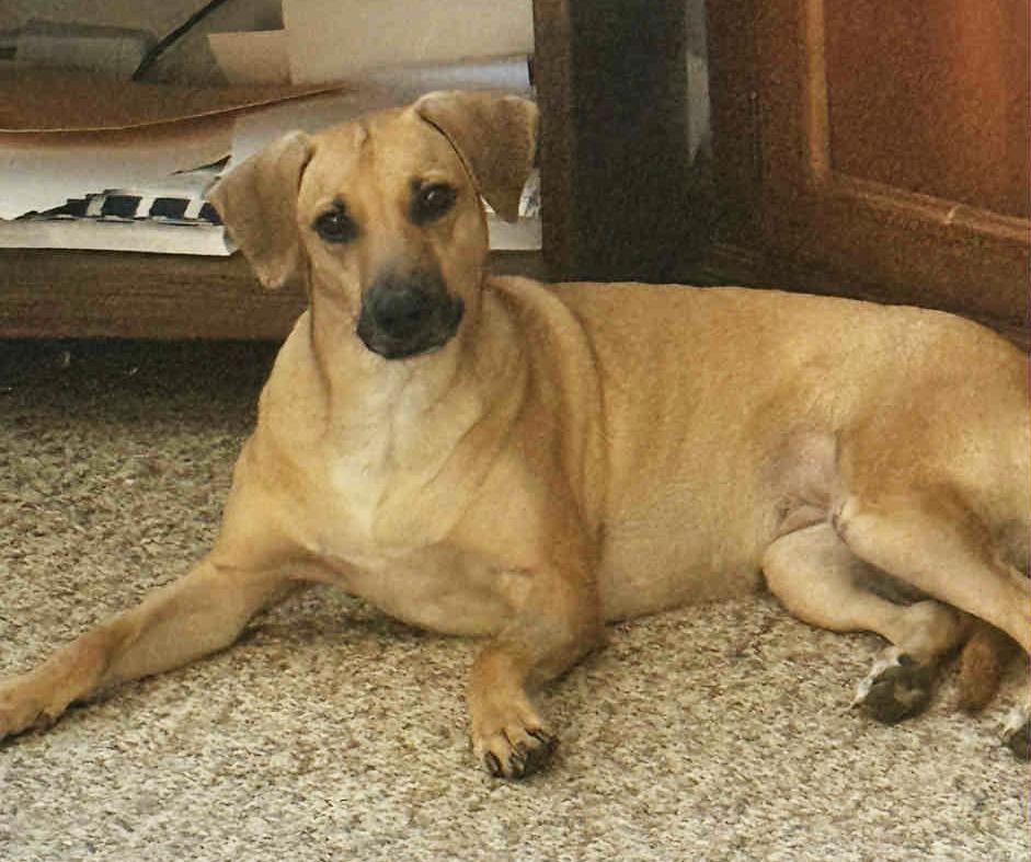 Enlarge Petra, a Adoptable mixed breed in Pawtucket, RI image 2/6