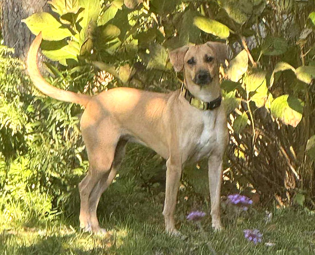 Enlarge Petra, a Adoptable mixed breed in Pawtucket, RI image 4/6