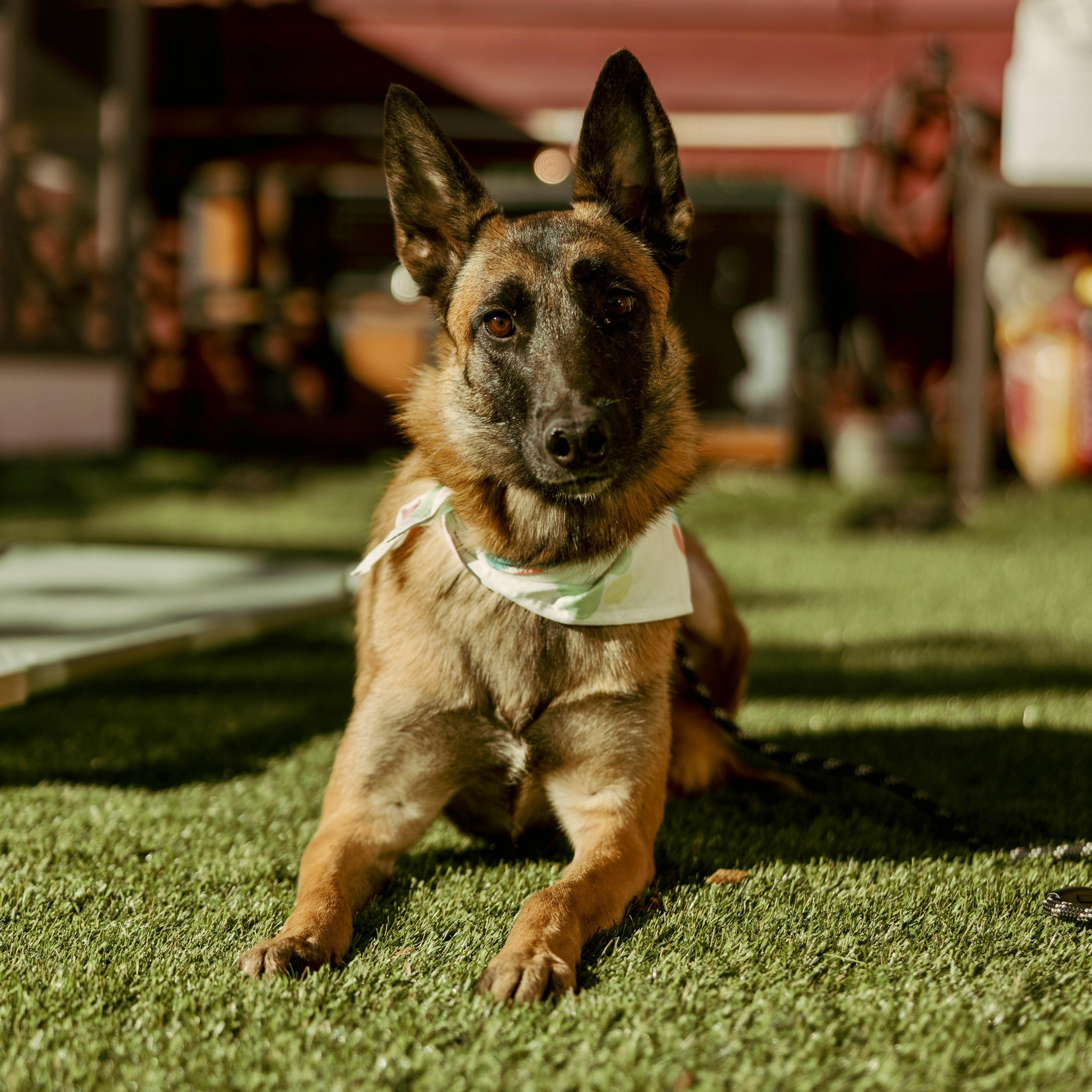 Pumpkin, Adoptable, Young Female Belgian Shepherd / Malinois.