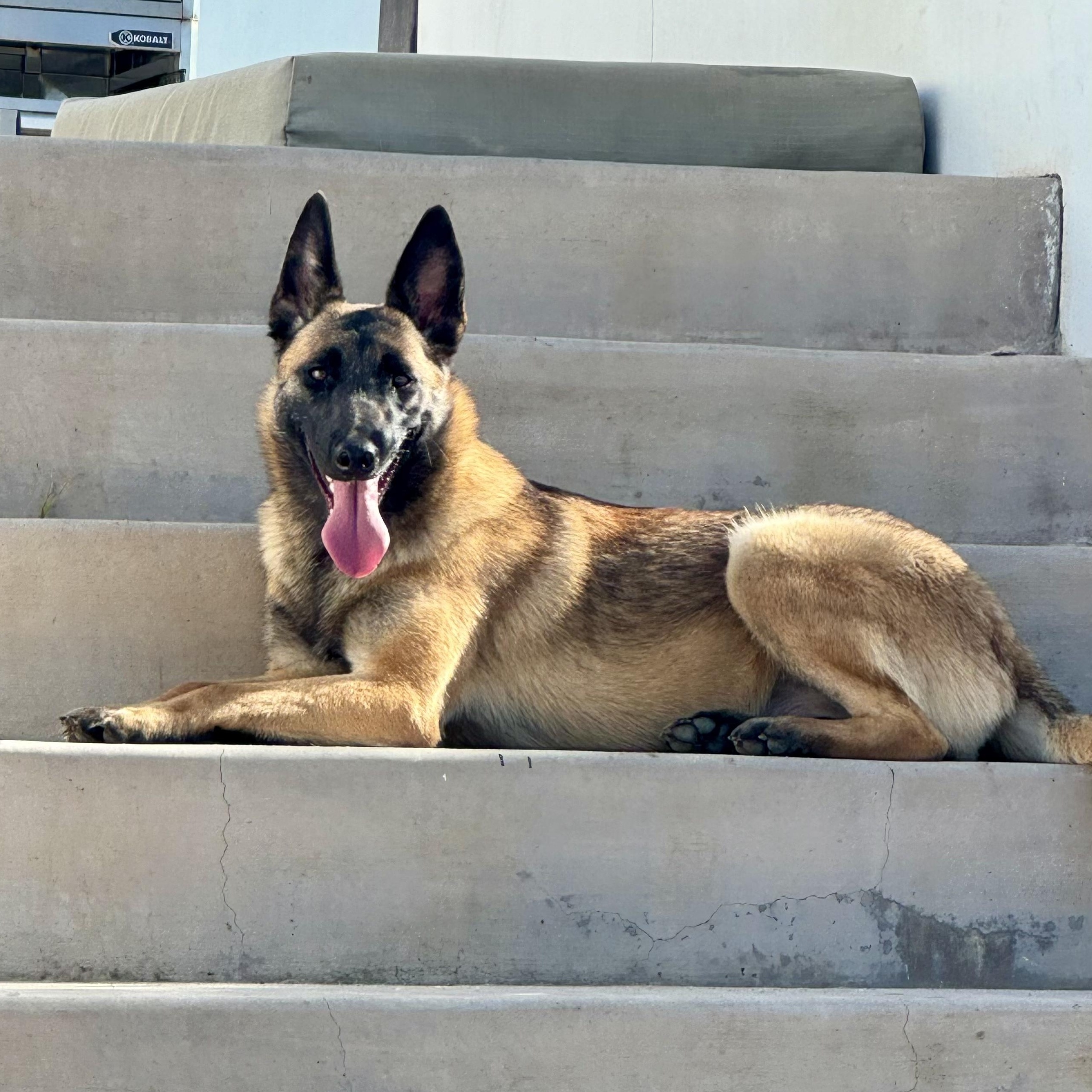 Enlarge Pumpkin, a Adoptable mixed breed in San Diego, CA image 1/6