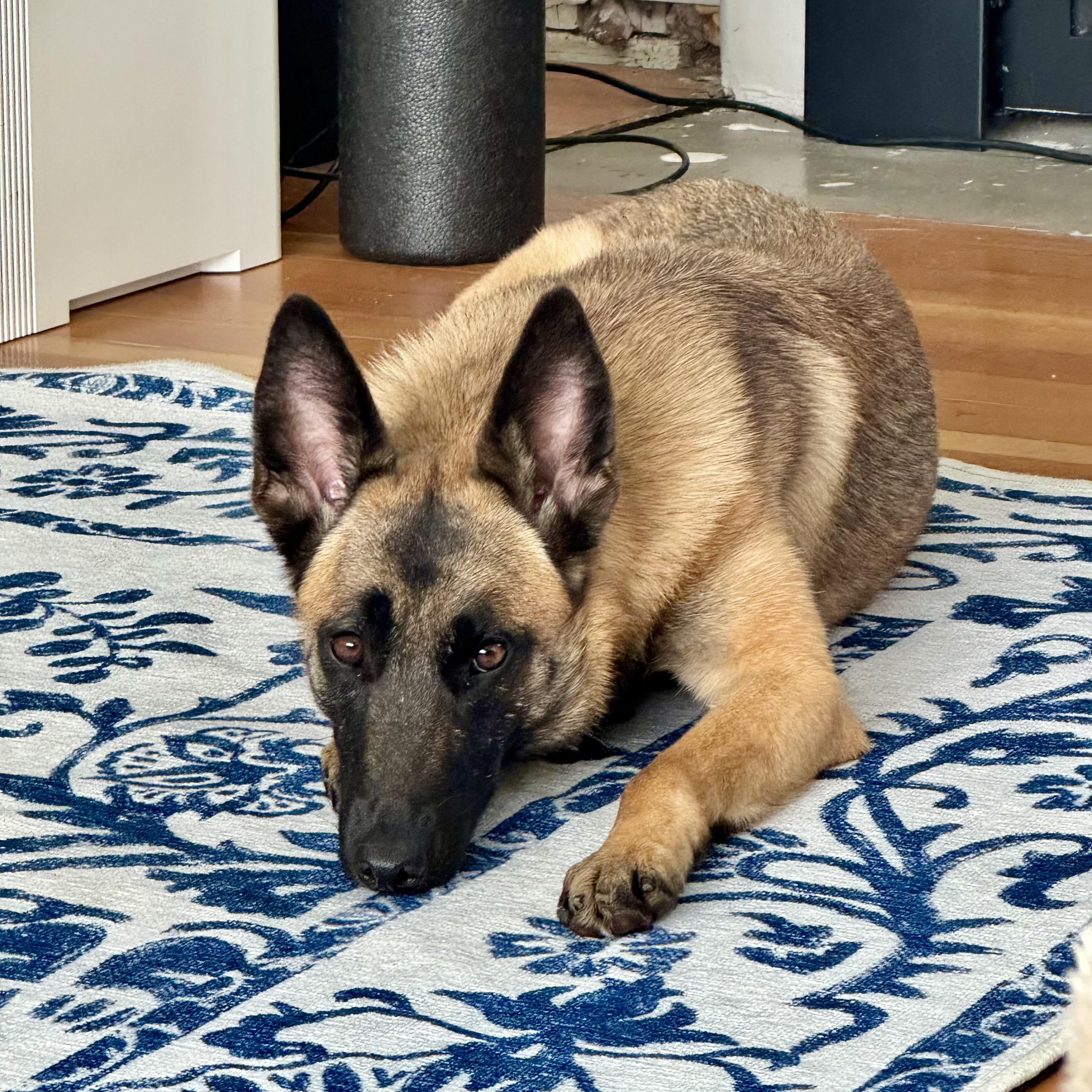 Enlarge Pumpkin, a Adoptable mixed breed in San Diego, CA image 3/6