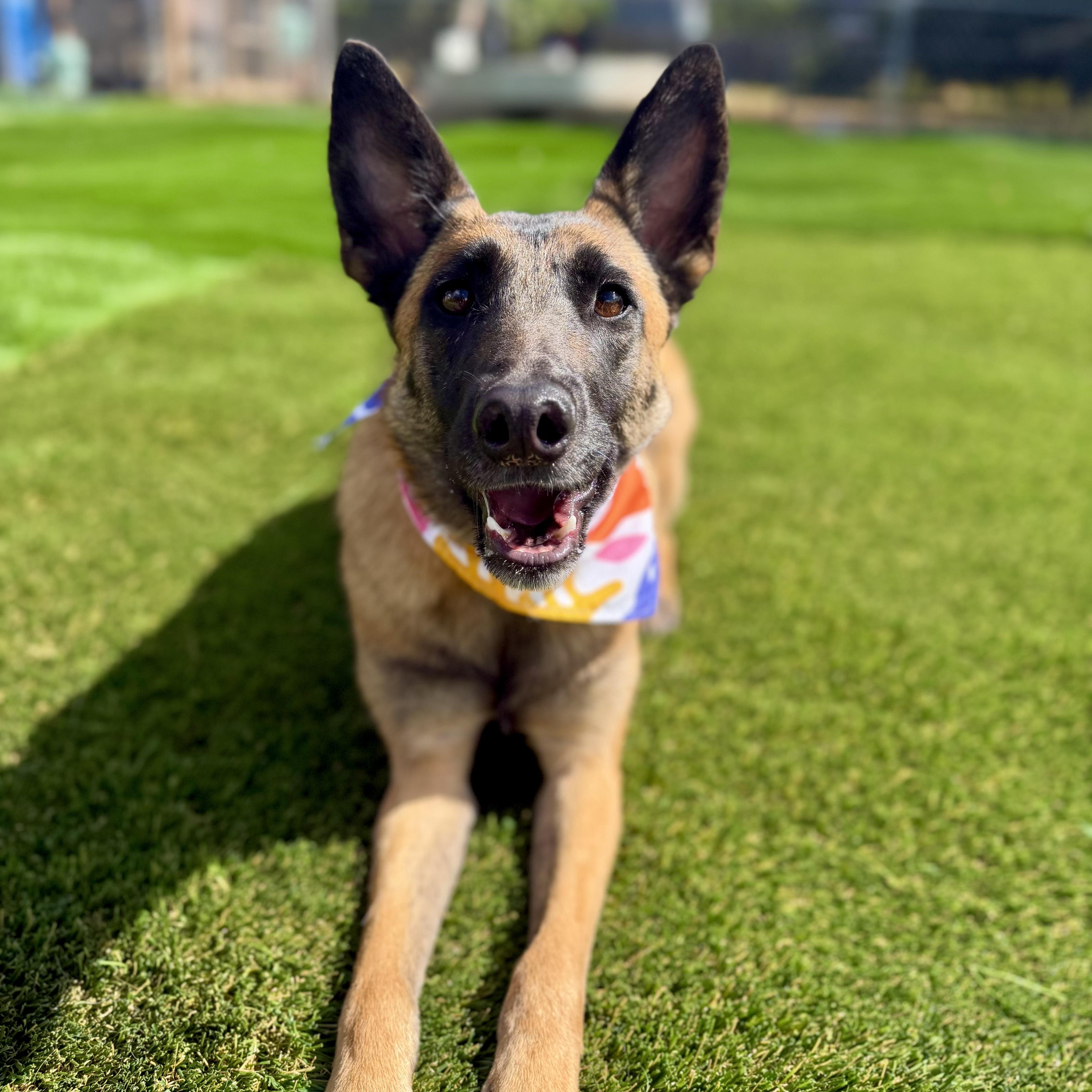 Enlarge Pumpkin, a Adoptable mixed breed in San Diego, CA image 3/6