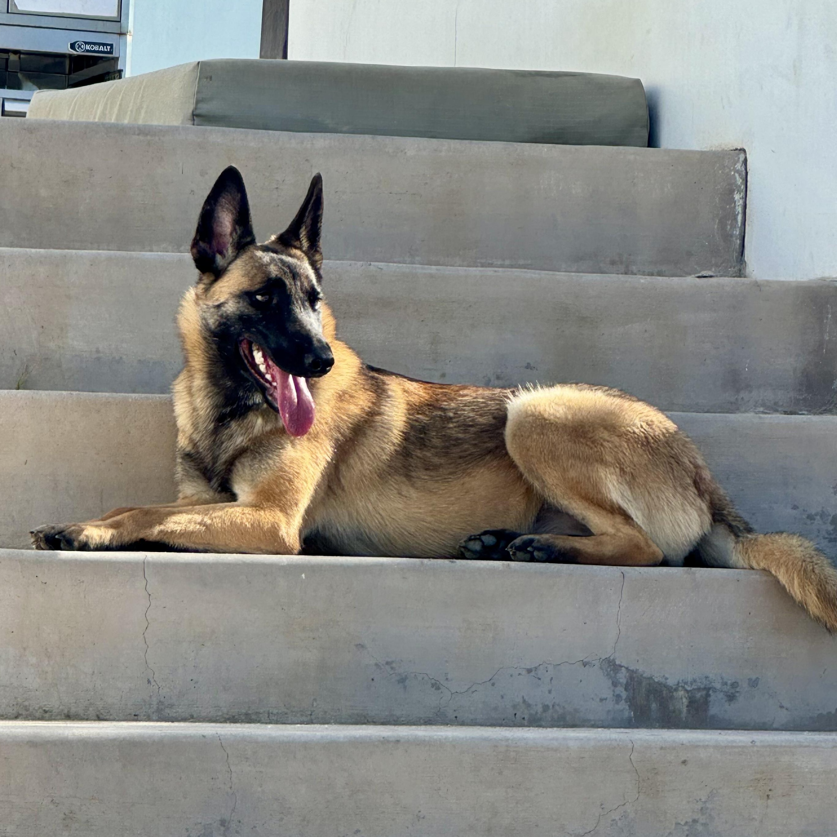 Enlarge Pumpkin, a Adoptable mixed breed in San Diego, CA image 2/6